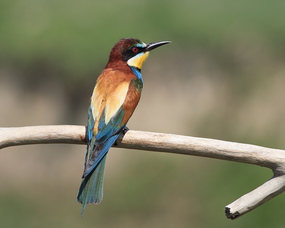 bee-eater