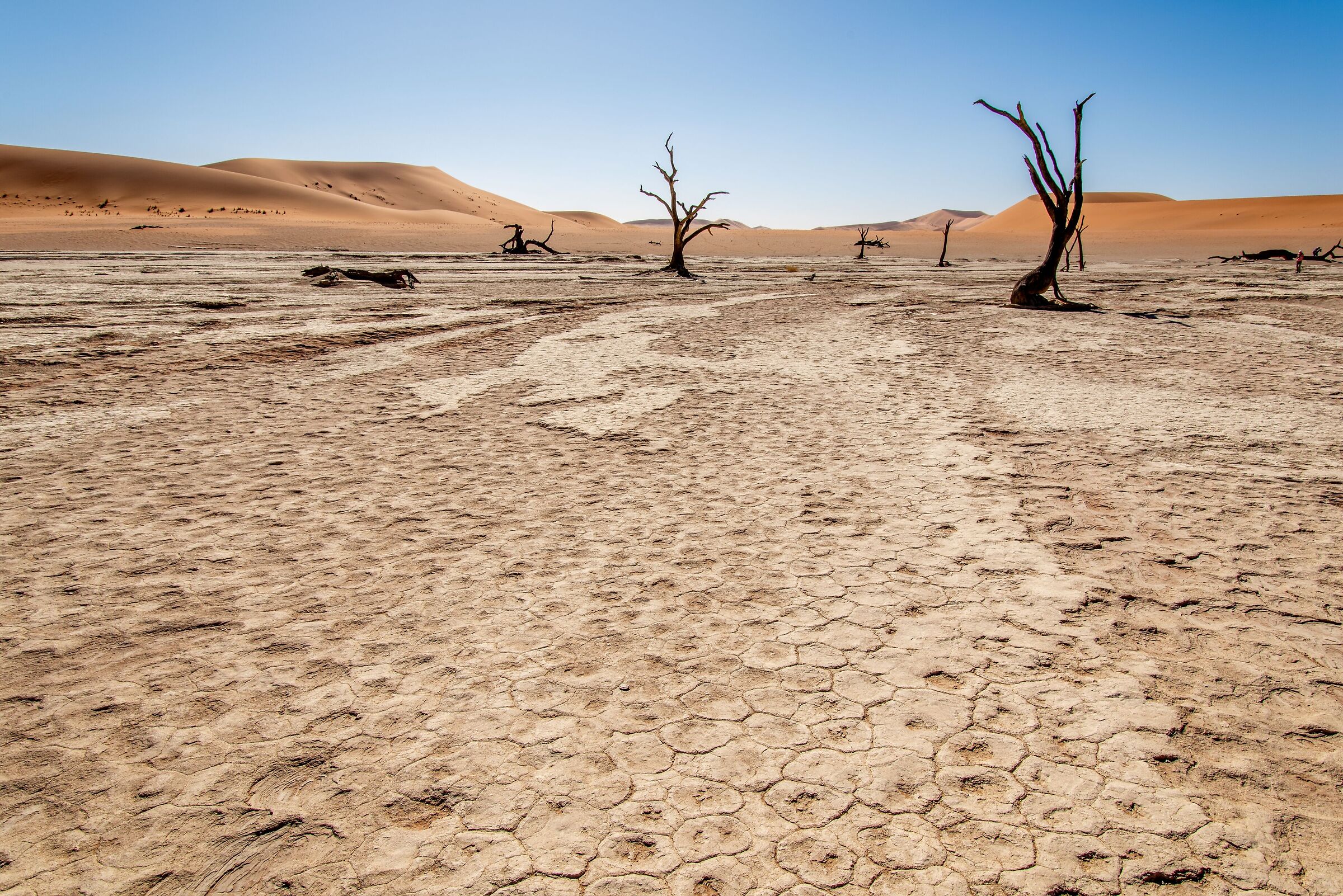 Wasteland