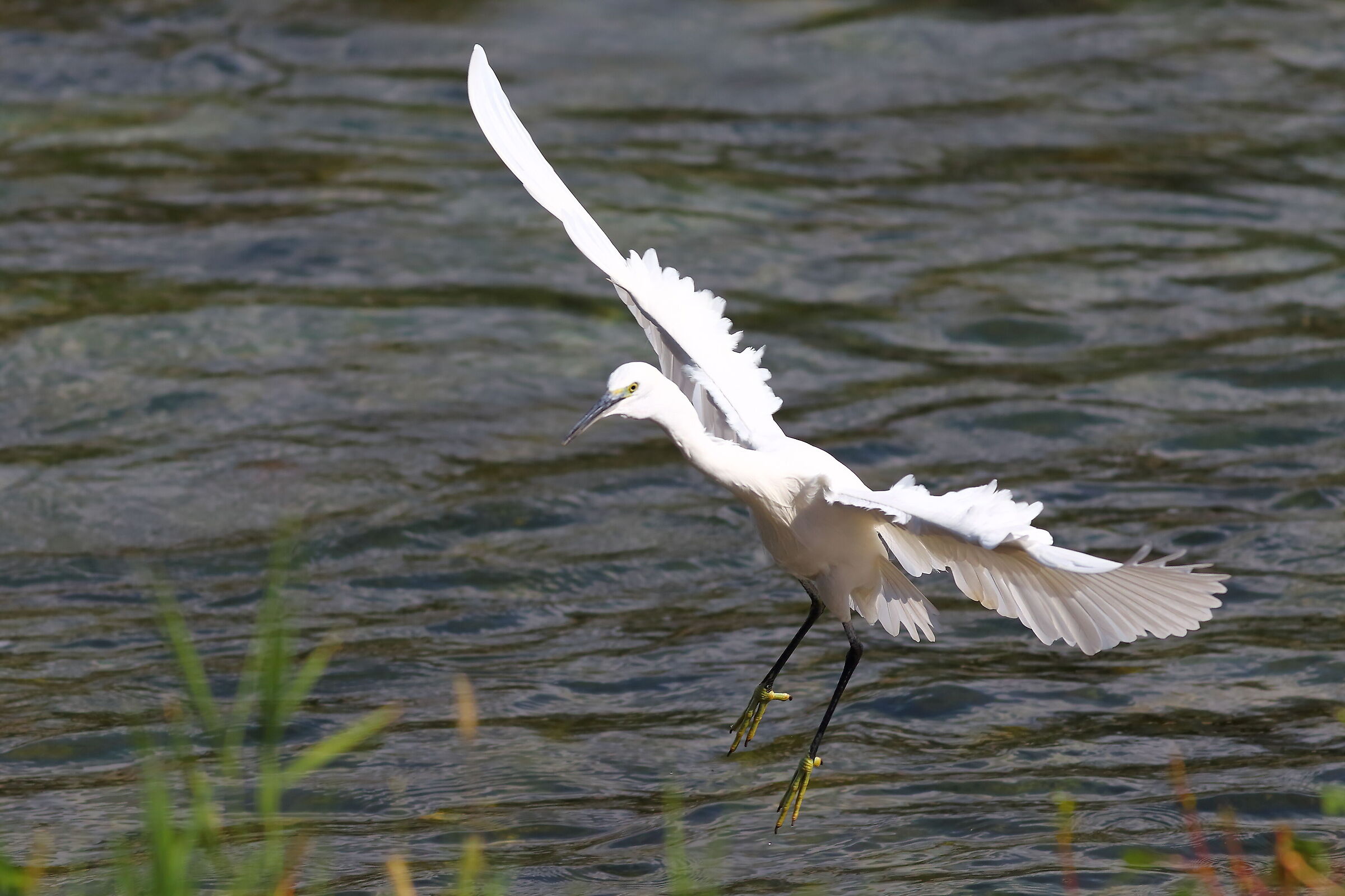 Garzetta 30 settembre 2024 - 0019