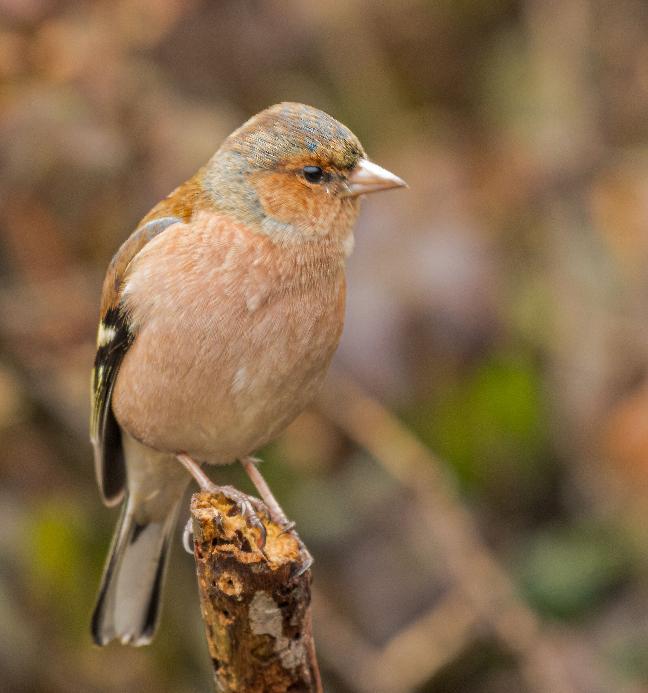 chaffinch