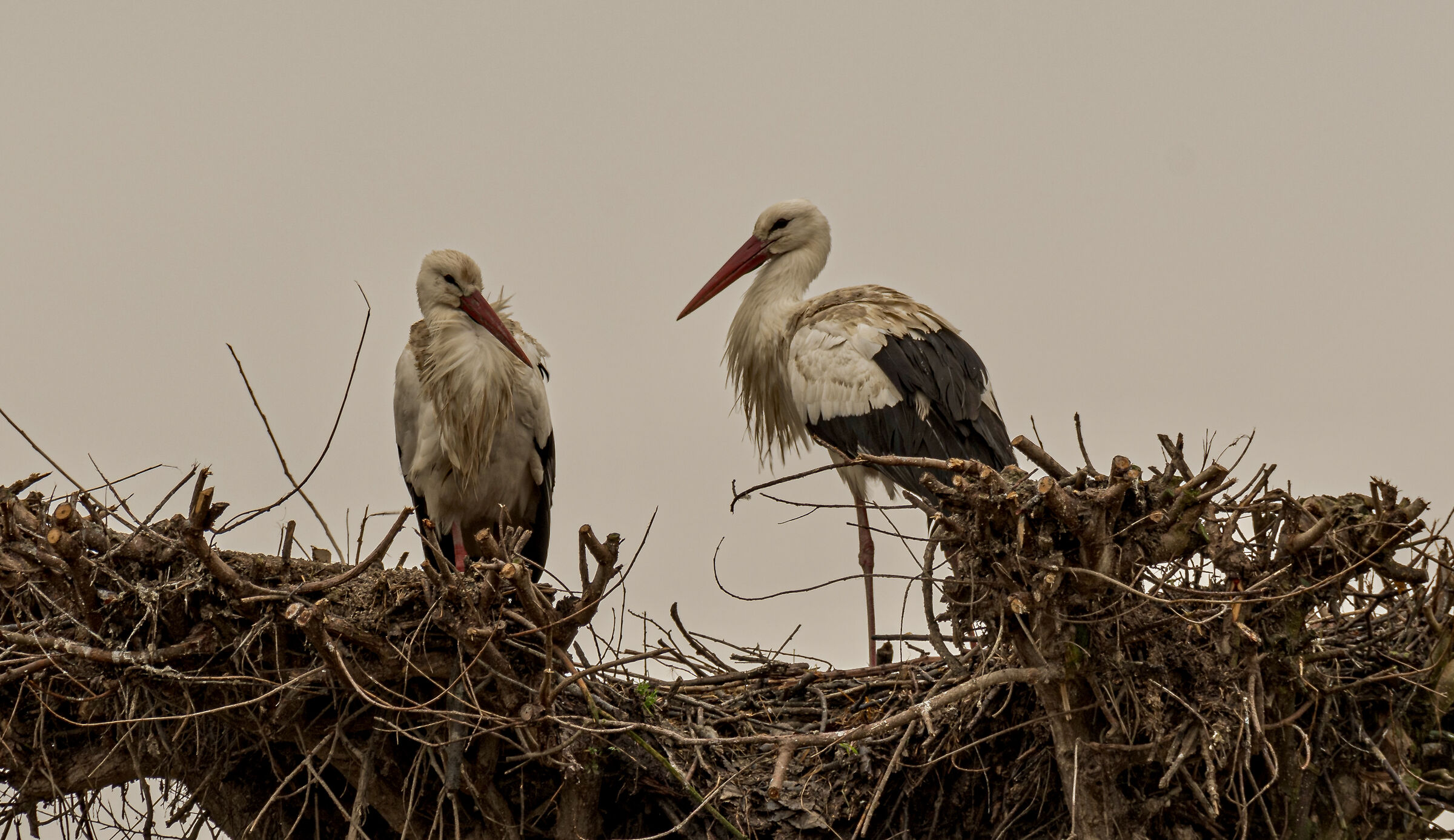 storks