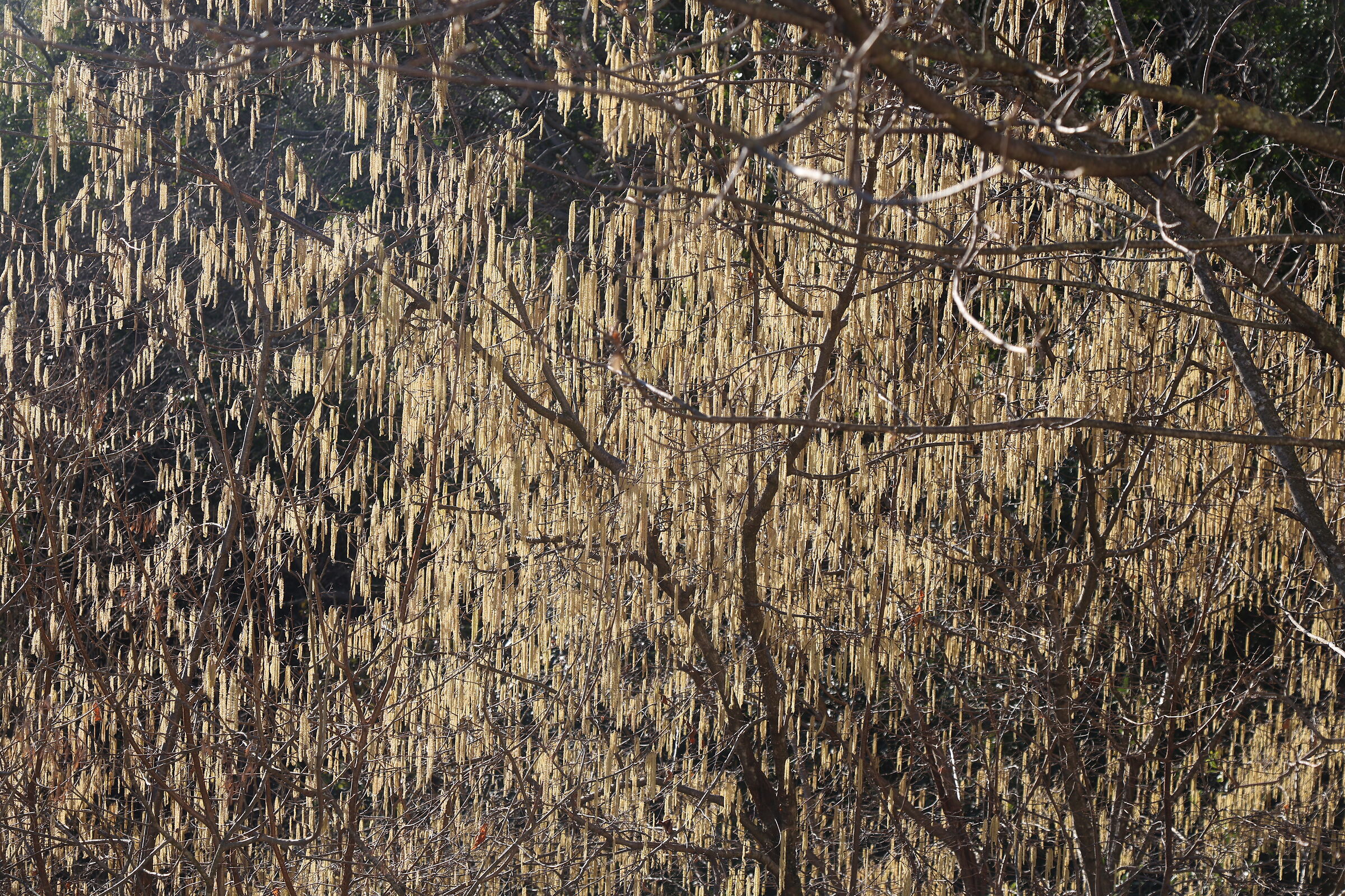Astrattismo naturale