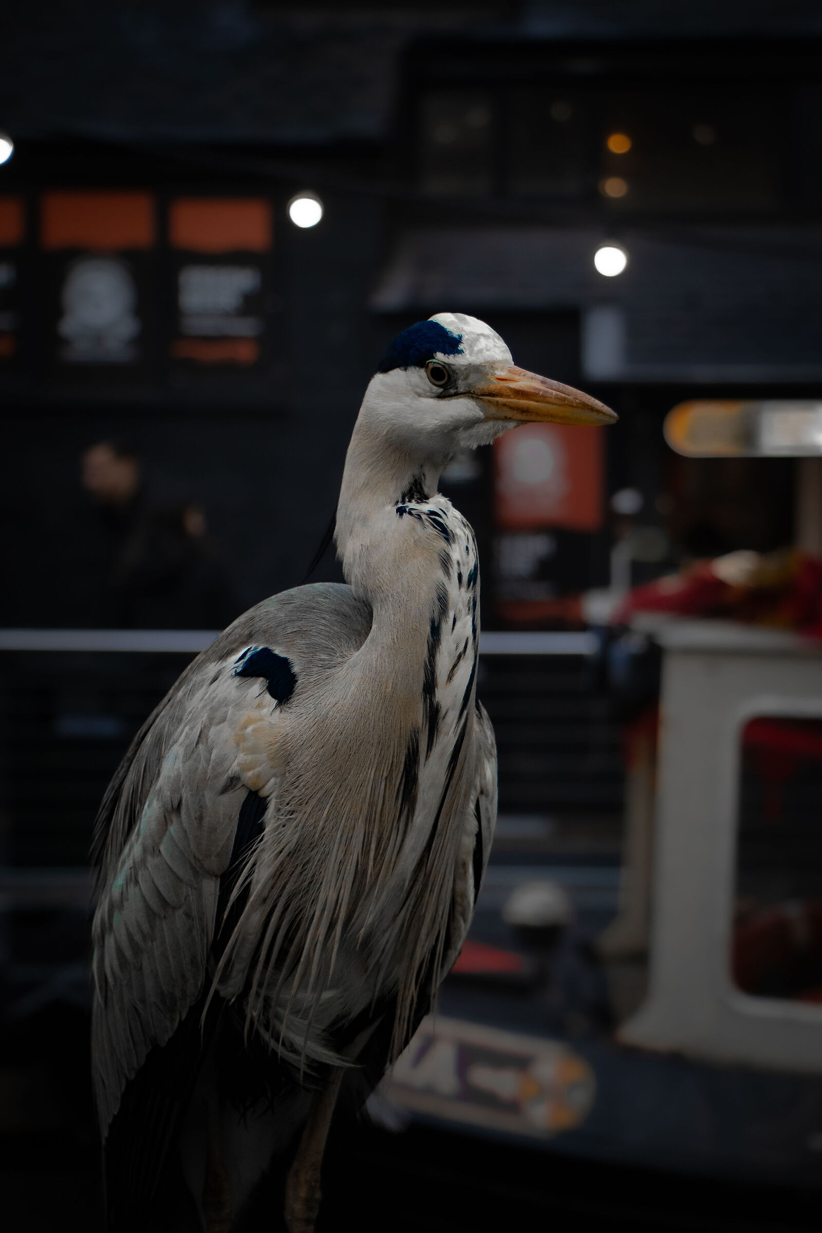 The model heron