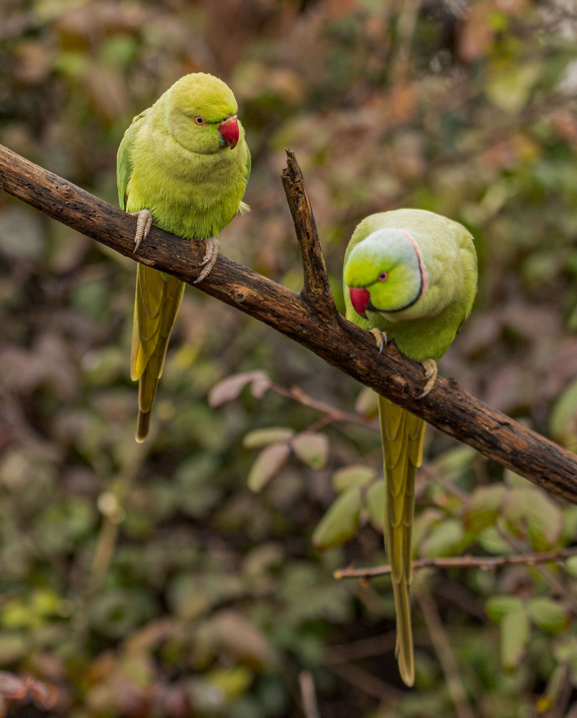 parakeets