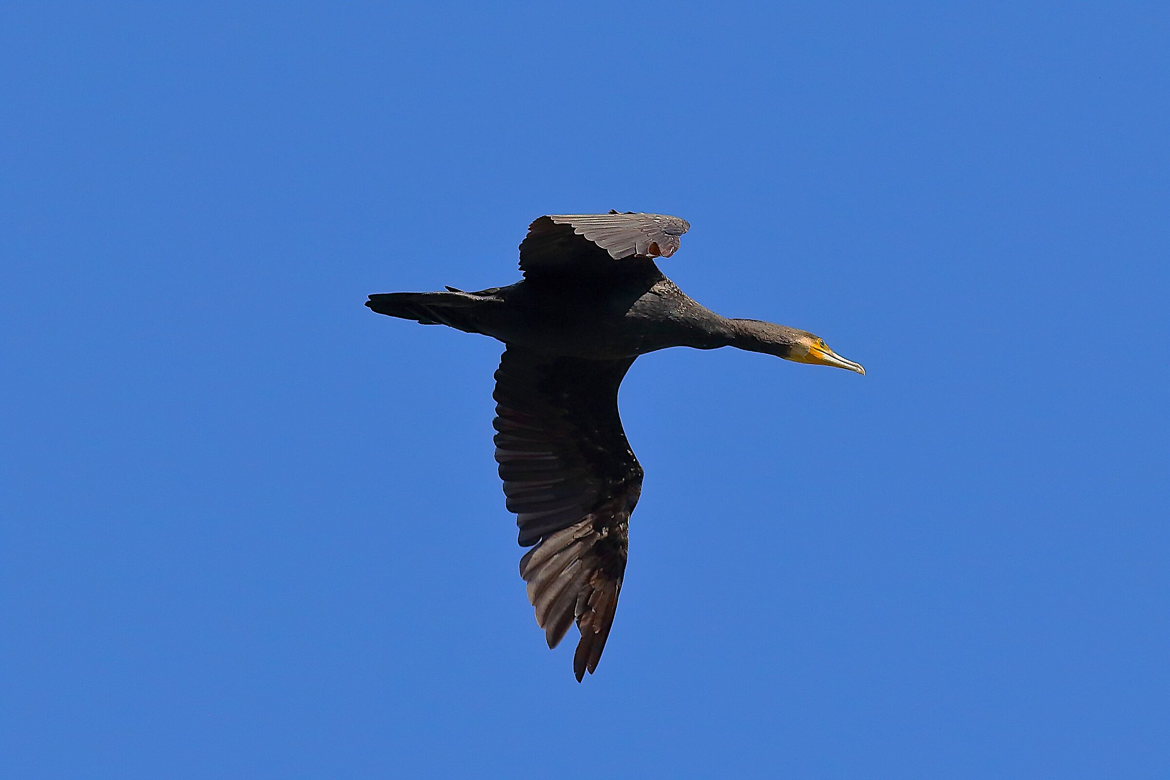 Cormorano 30 settembre 2024 - 0027