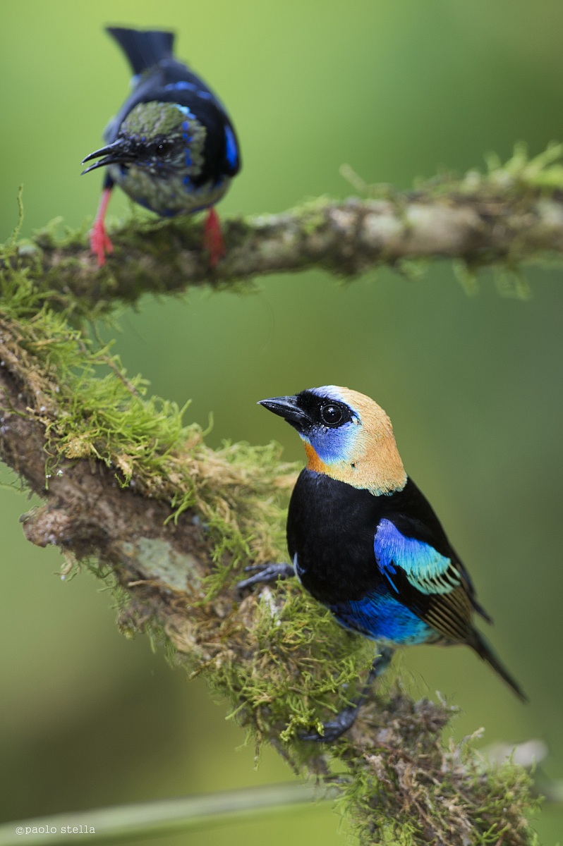 Red-legged Honeycreeper & Golden hooded Tanager
