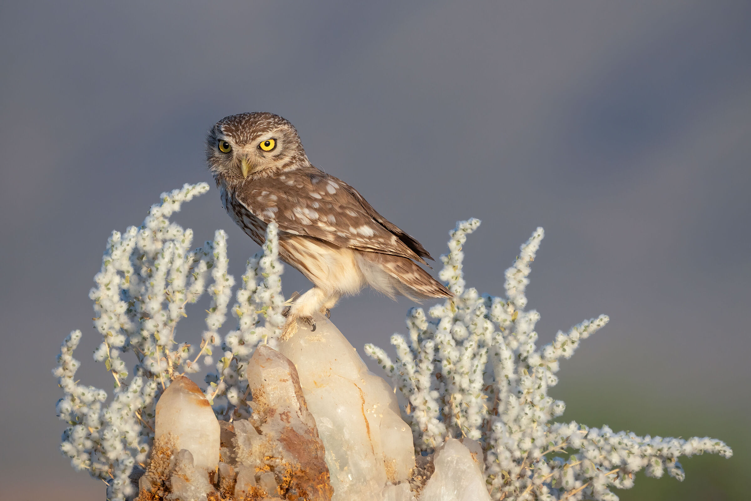 Little owl