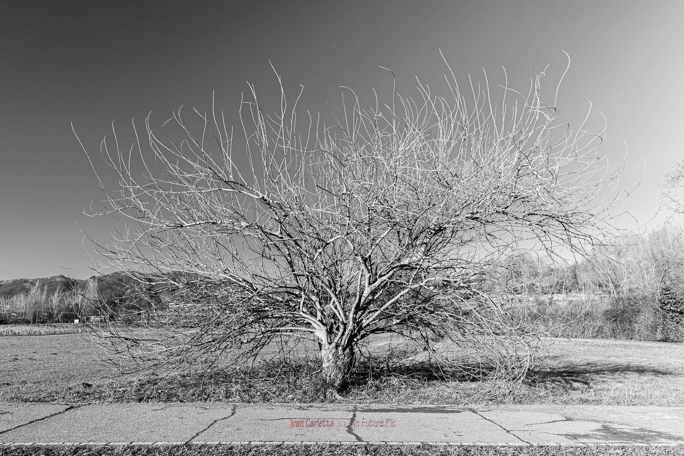 shrub