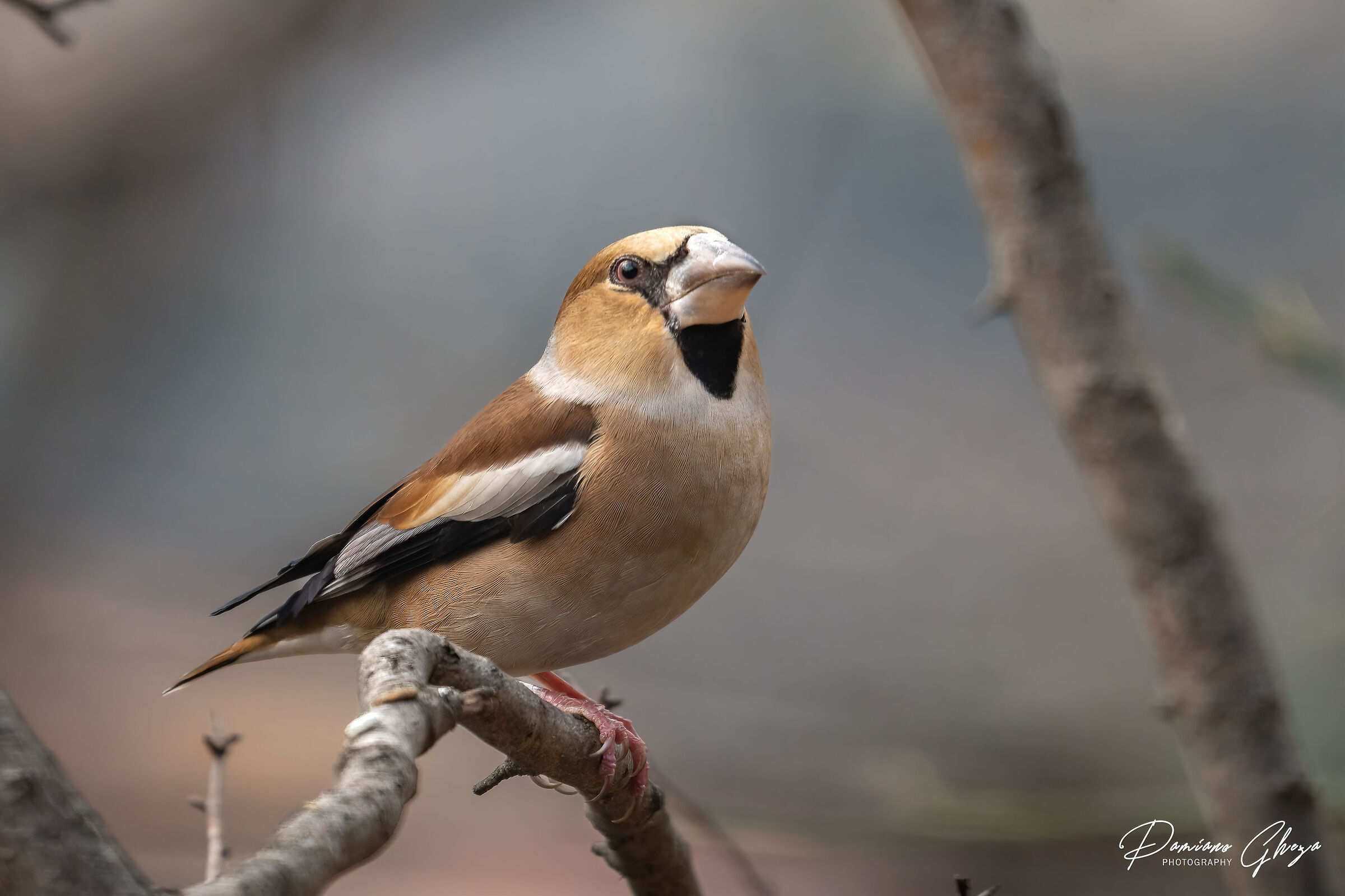 Hawfinch