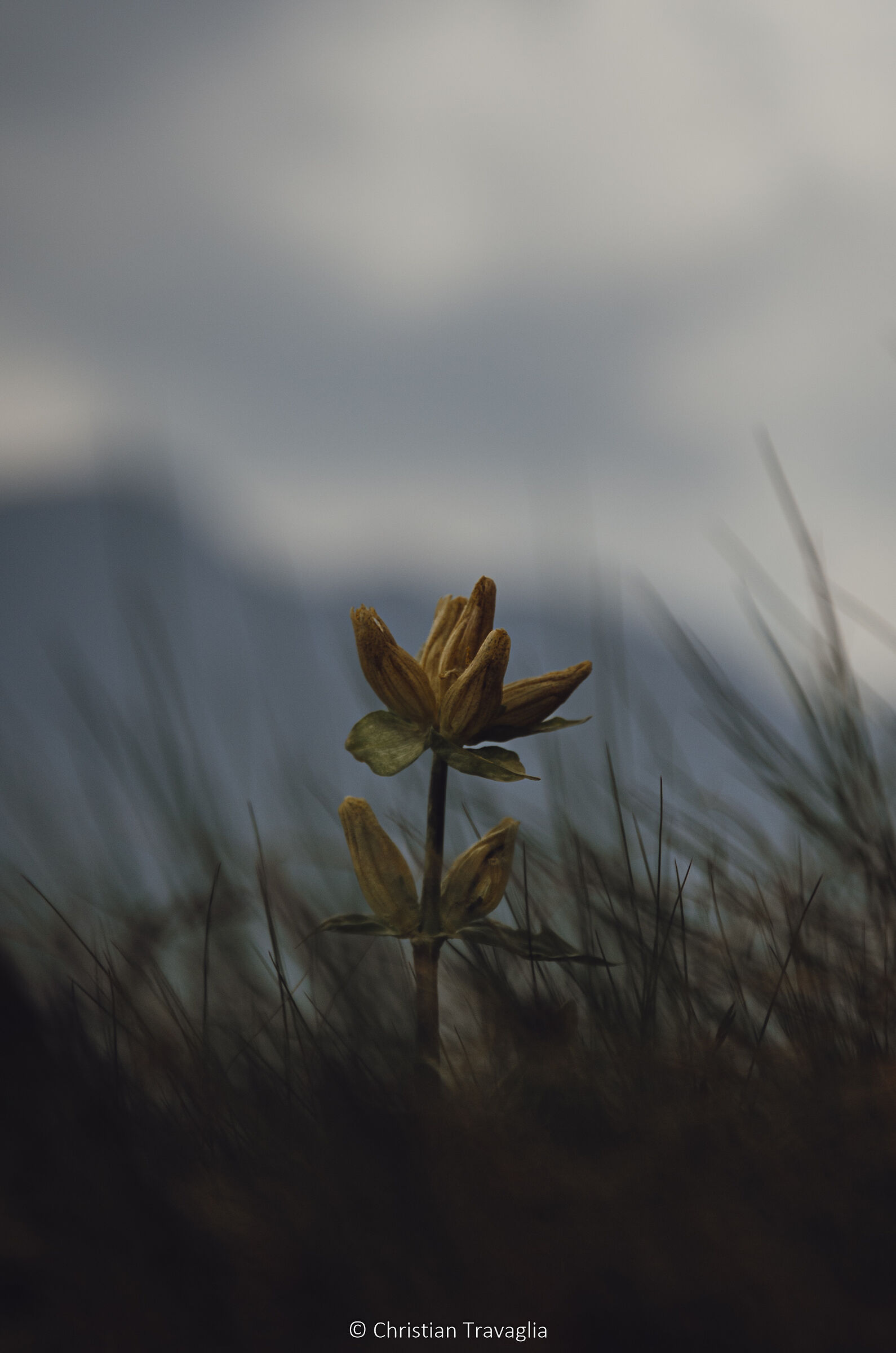 Solitario - Passo San Pellegrino 2022