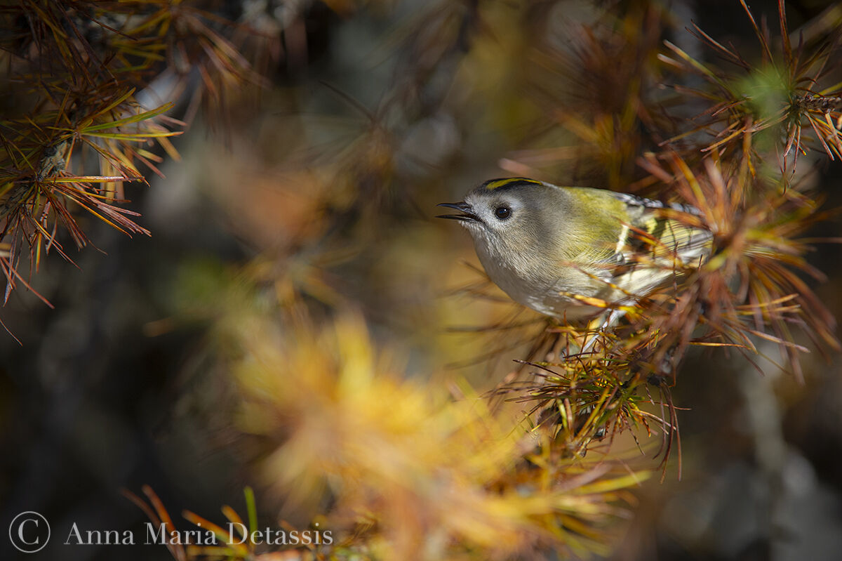 Regulus (Regulus regulus