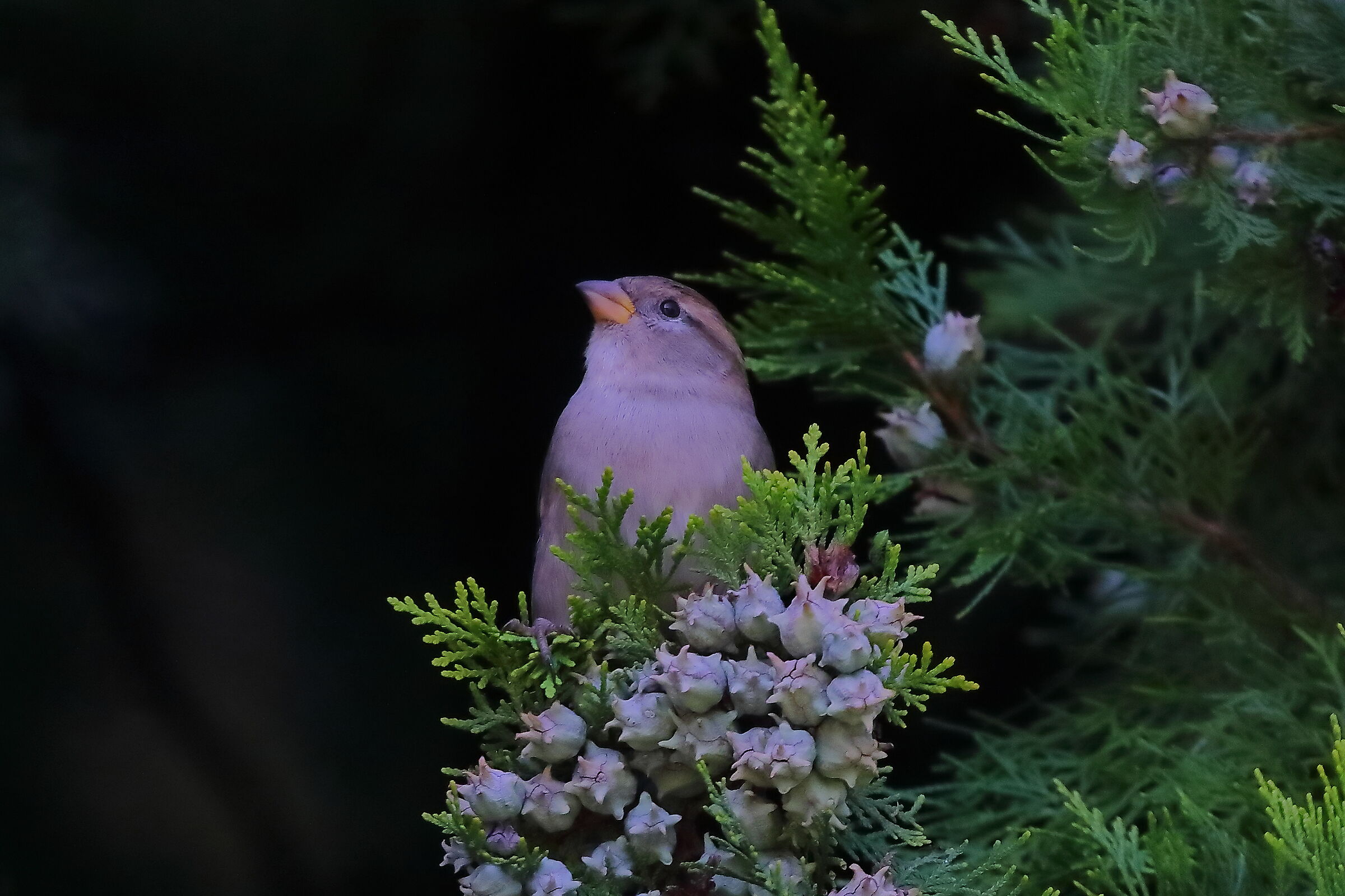 Passero 11 ottobre 2024 - 0240
