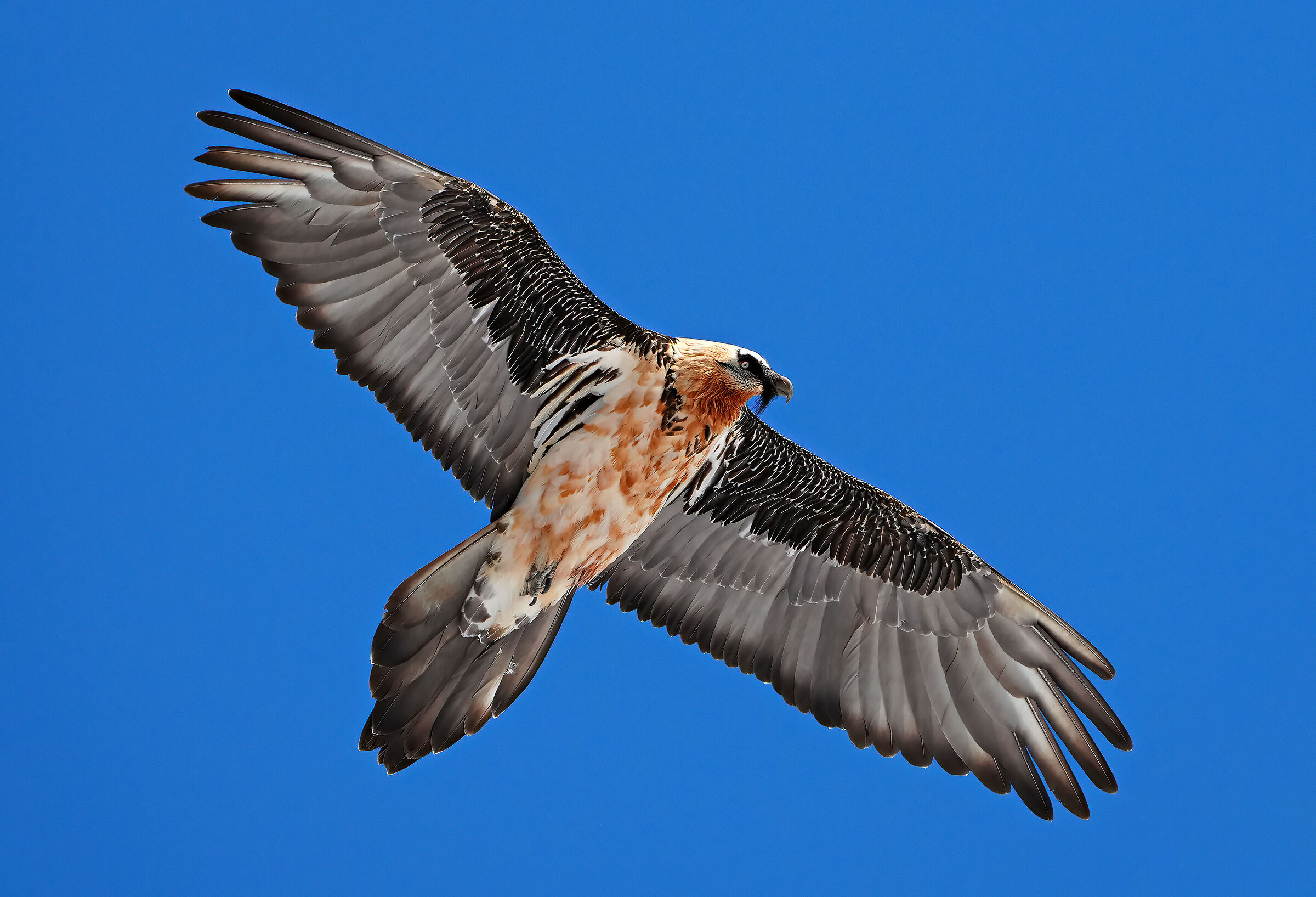 Bearded Vulture