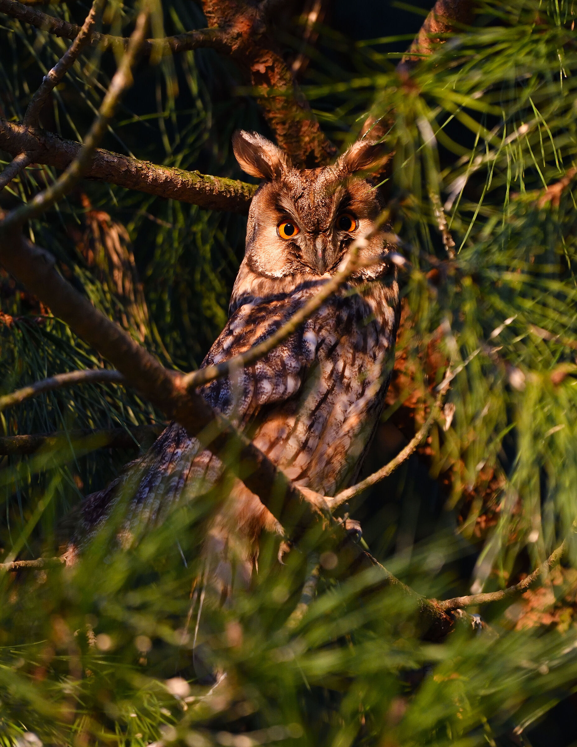 il mio regalo di compleanno...