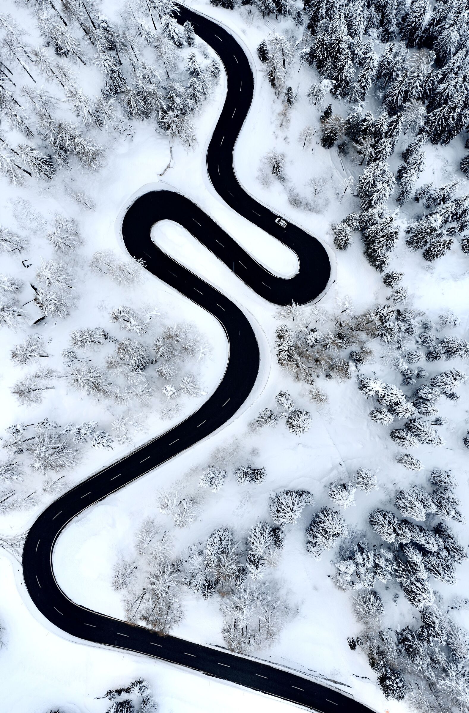 Black Mamba