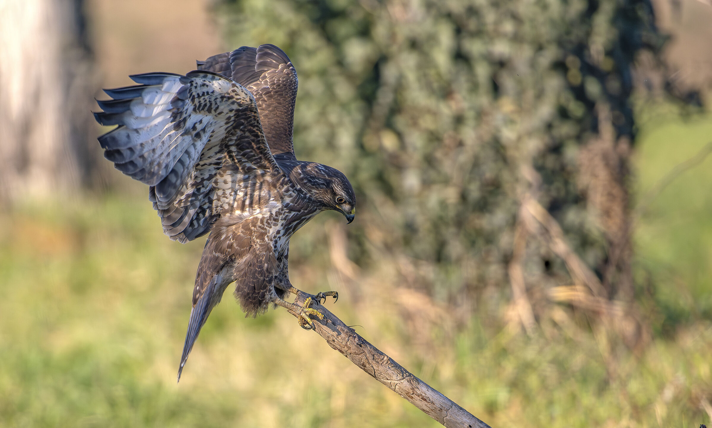 Buzzard