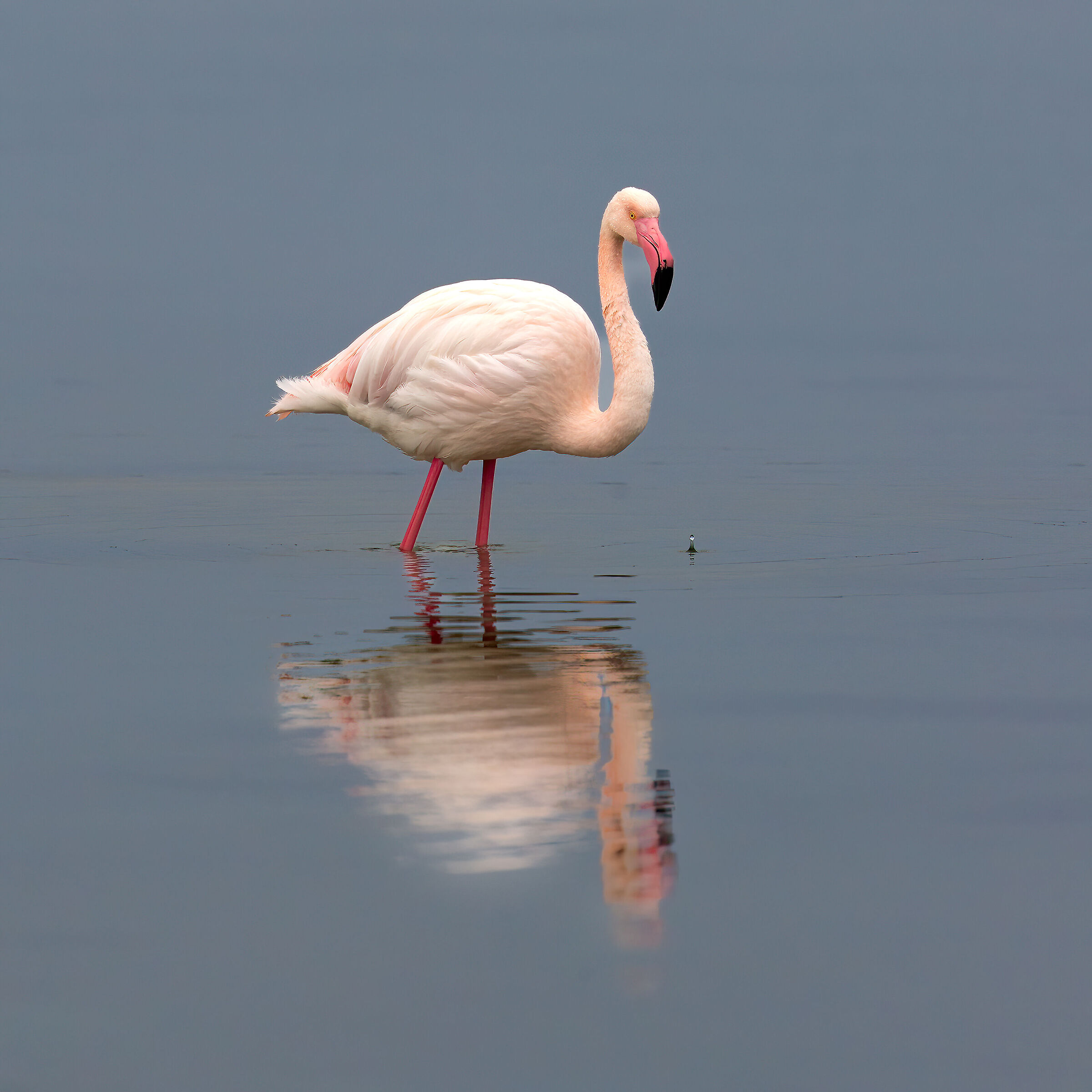 Flamingo - Cabras - Sardinia