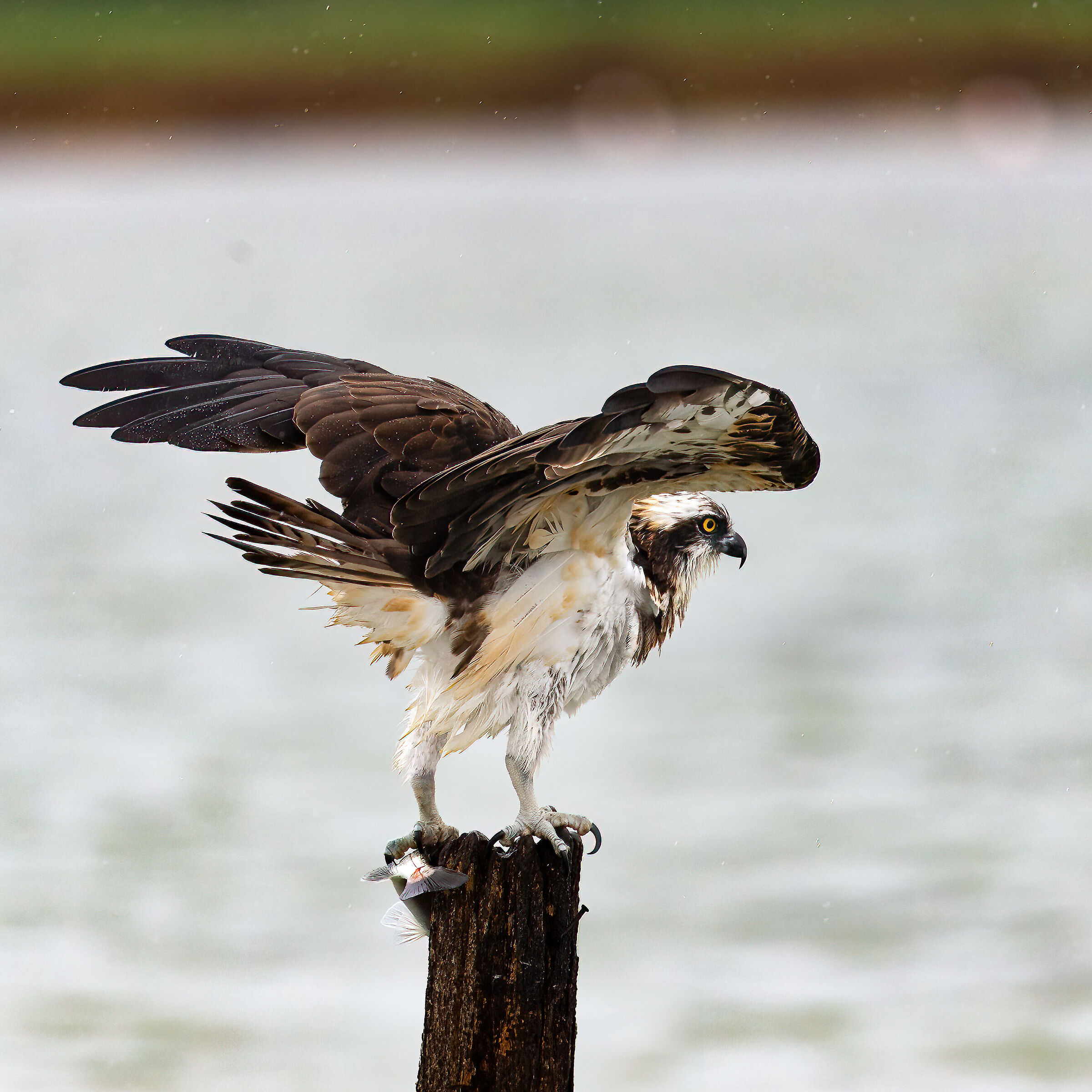 Osprey -Pandion haliaetus - Cabras - Sardinia