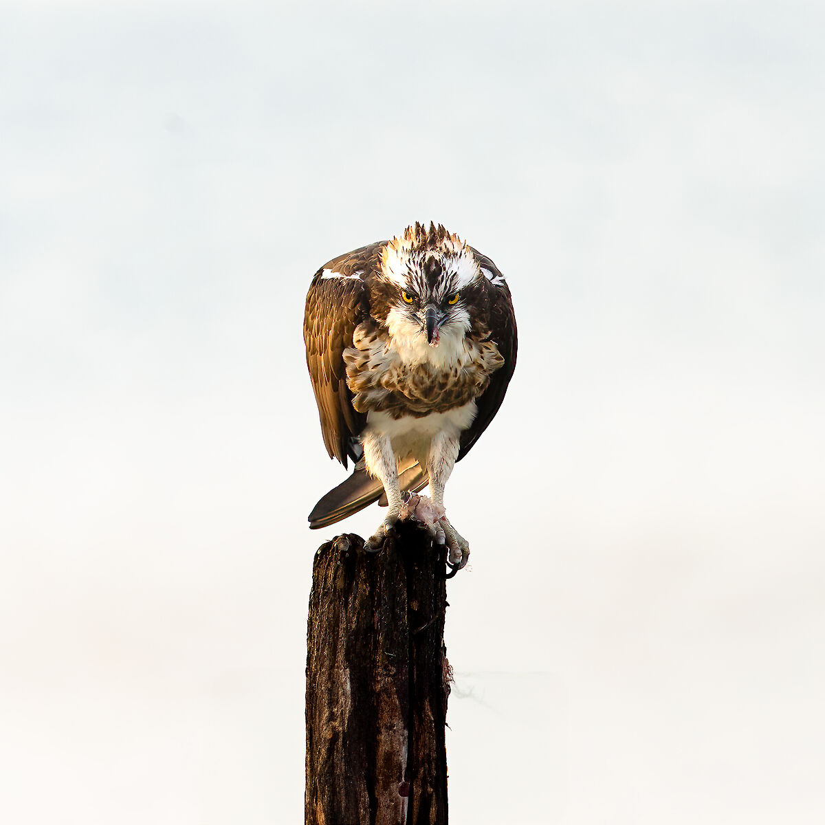 Osprey -Pandion haliaetus - Cabras - Sardinia