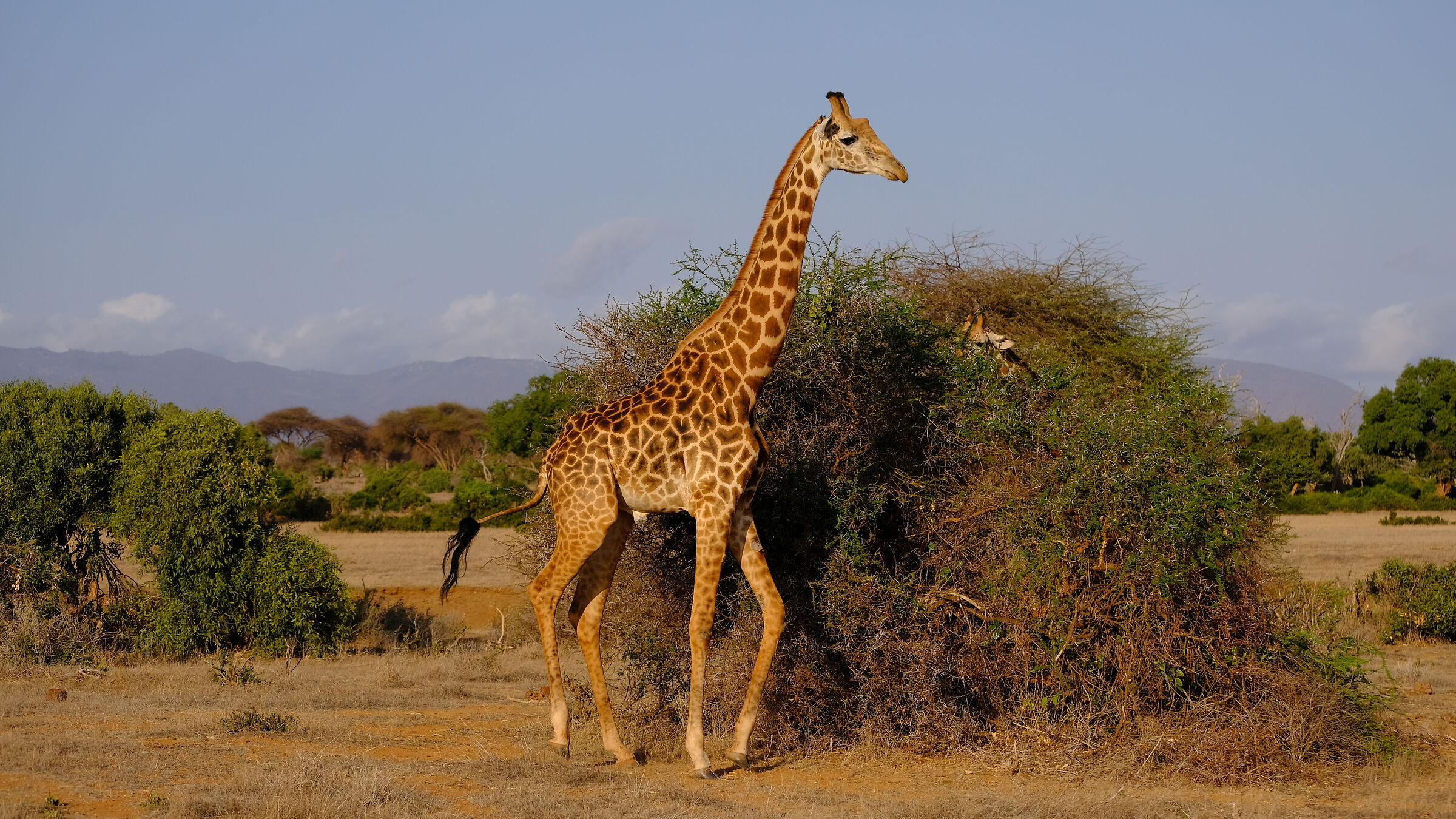 Giraffa maschio
