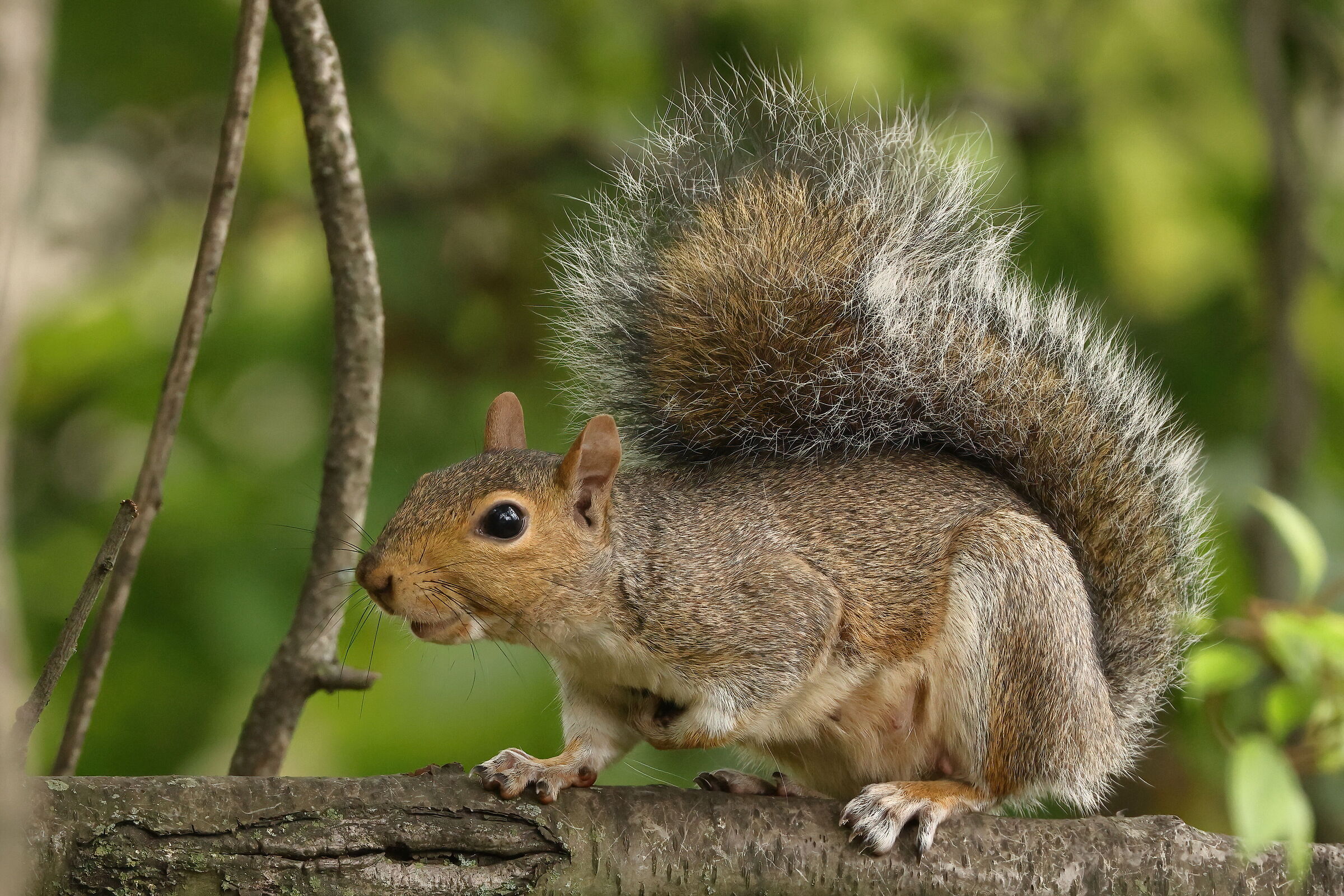 Carolina squirrel