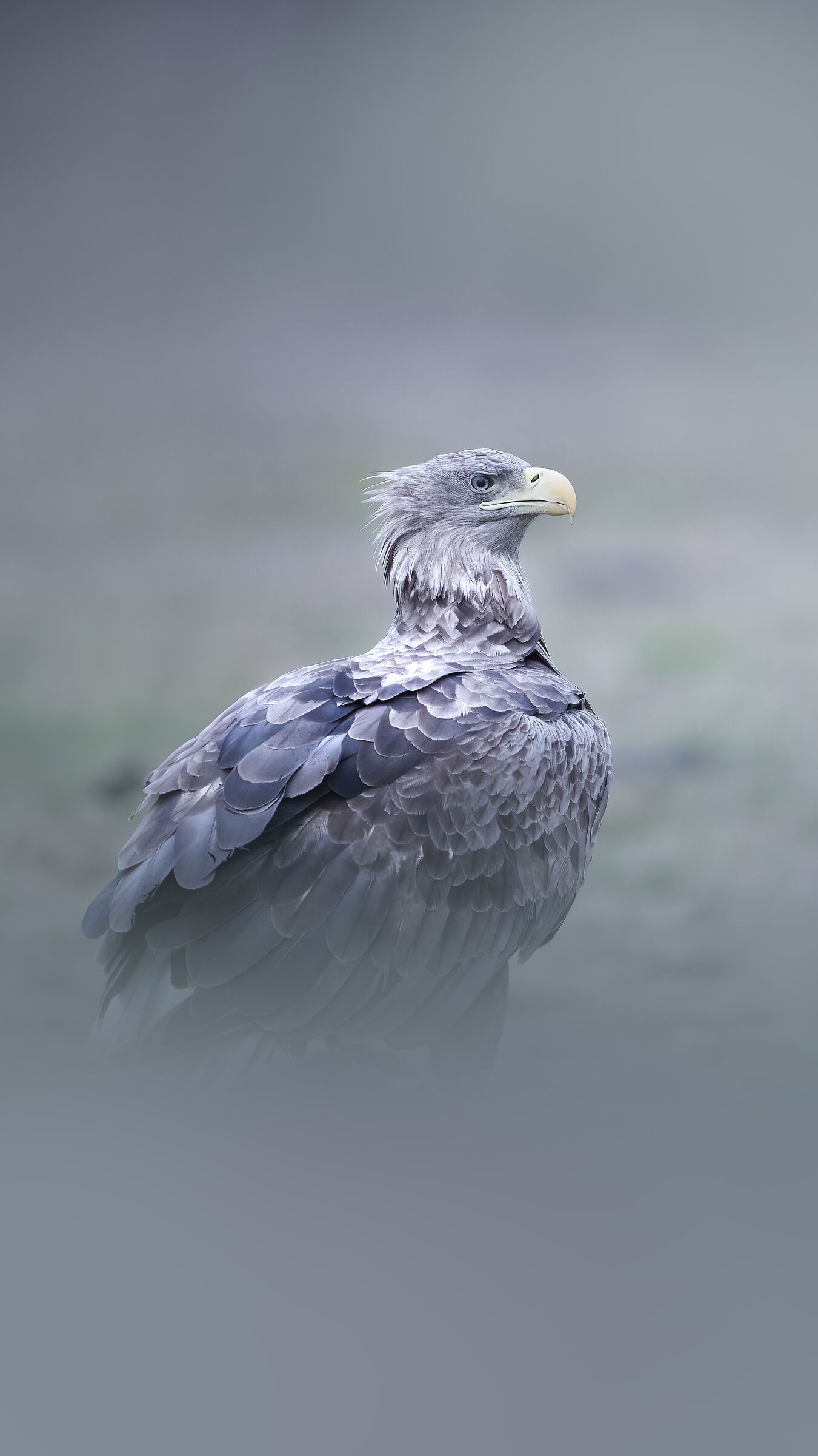 Aquila di mare coda bianca