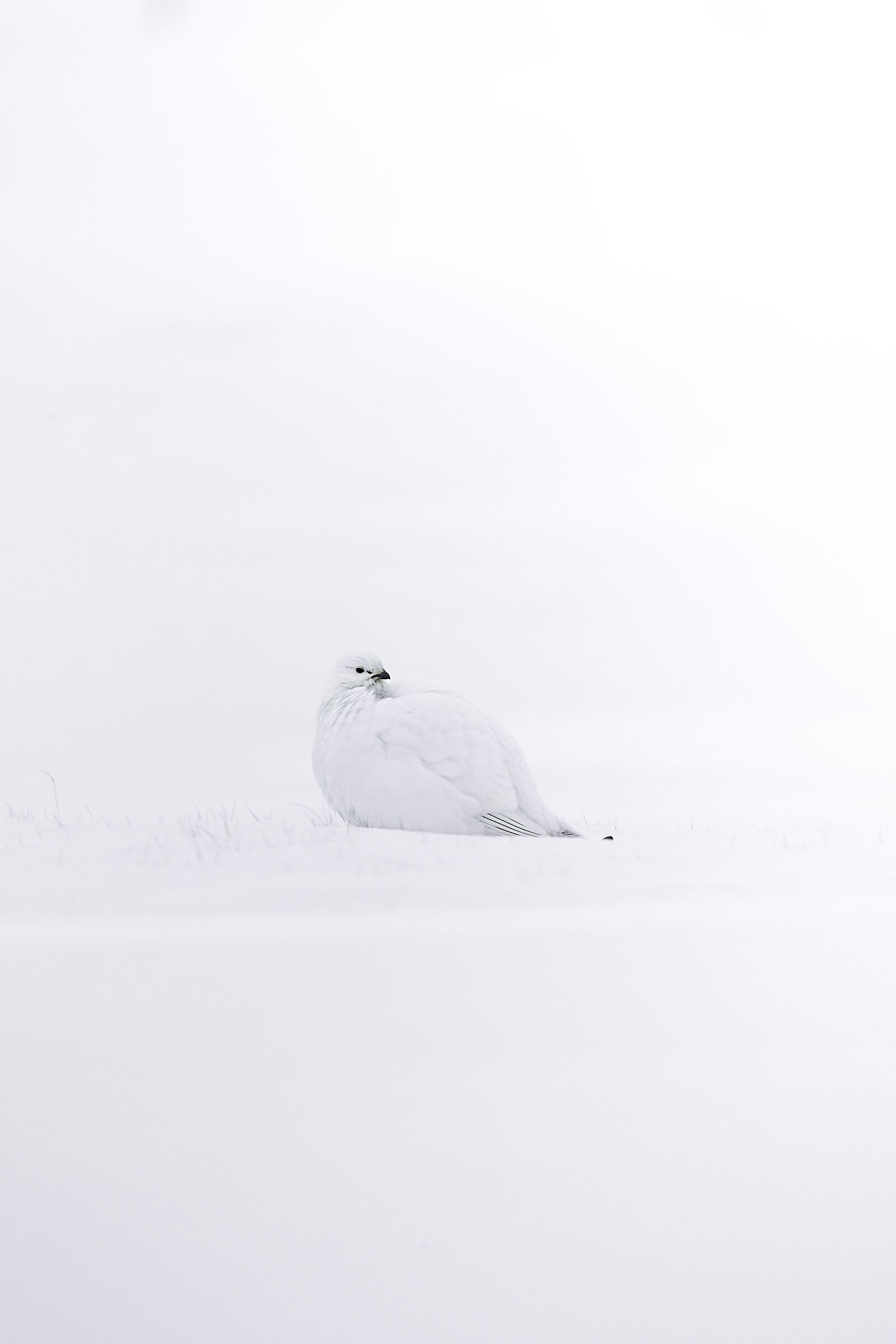 Pernice bianca - Svalbard