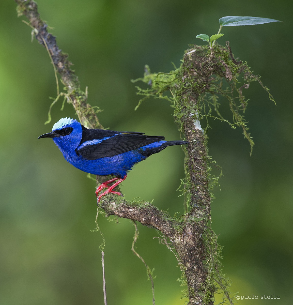 Red-legged Honeycreeper