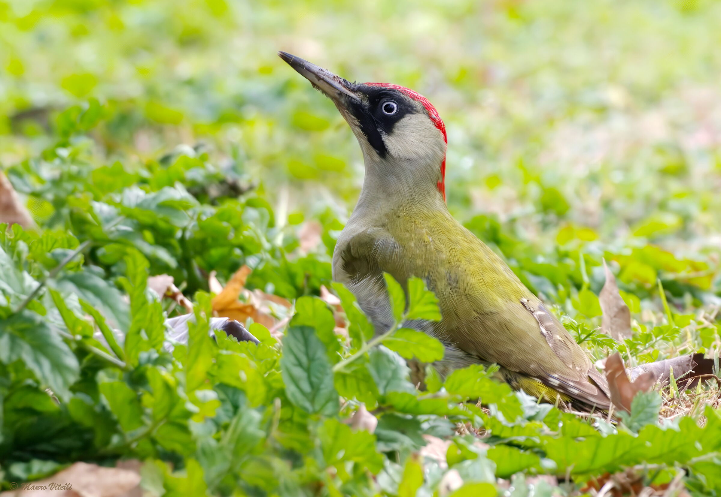 Green Woodpecker (F)