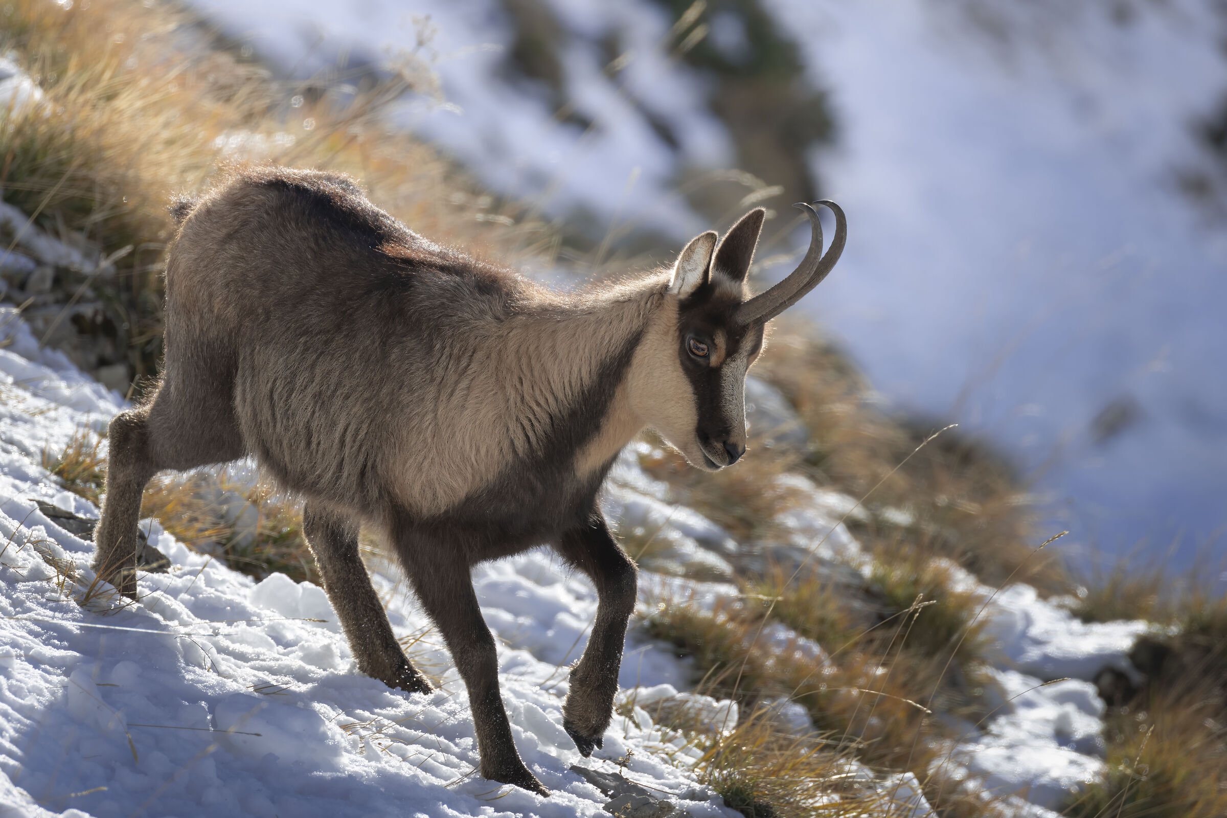 Apennine chamois