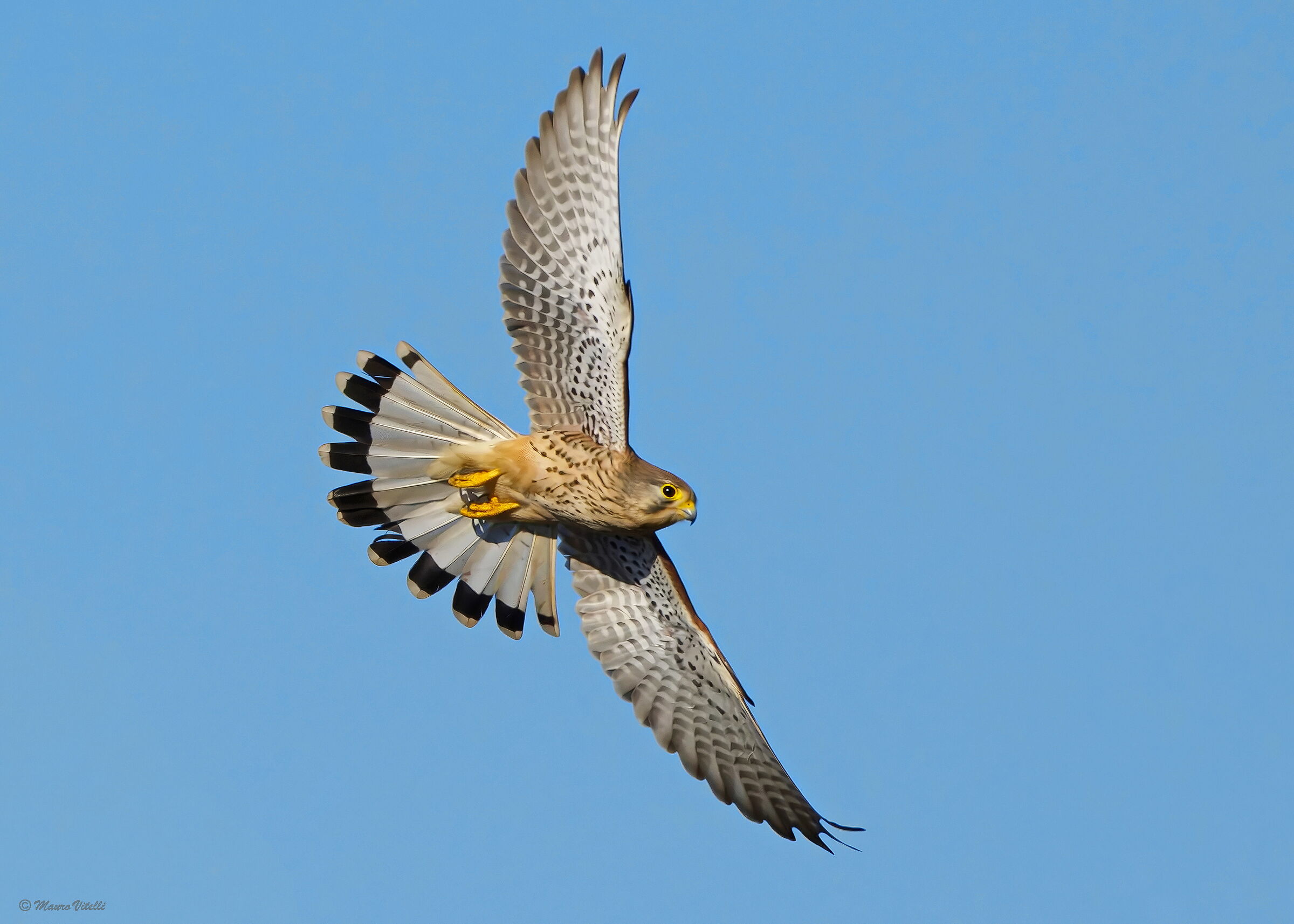 Kestrel (falco tinnunculus)