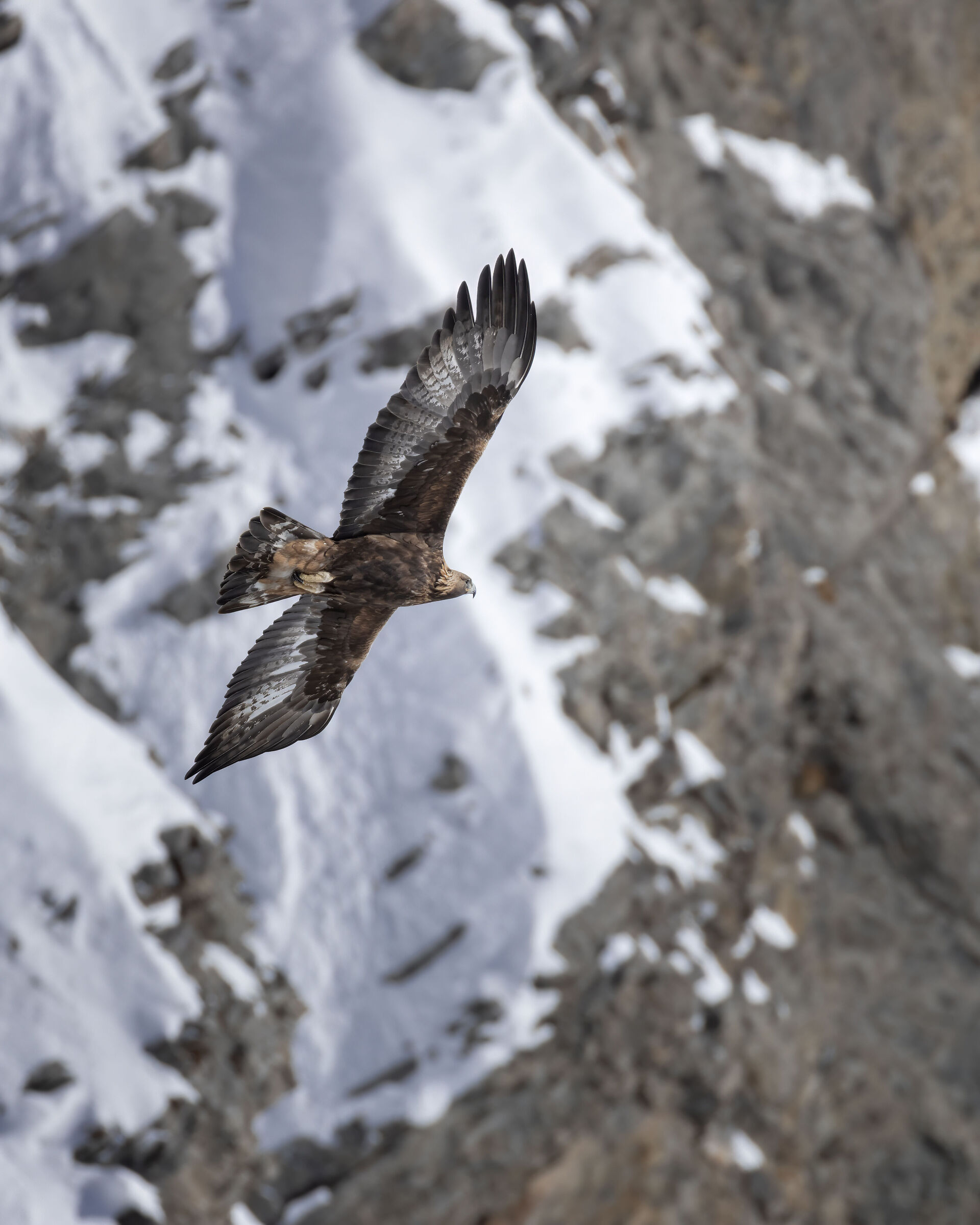 Farewell of the eagle
