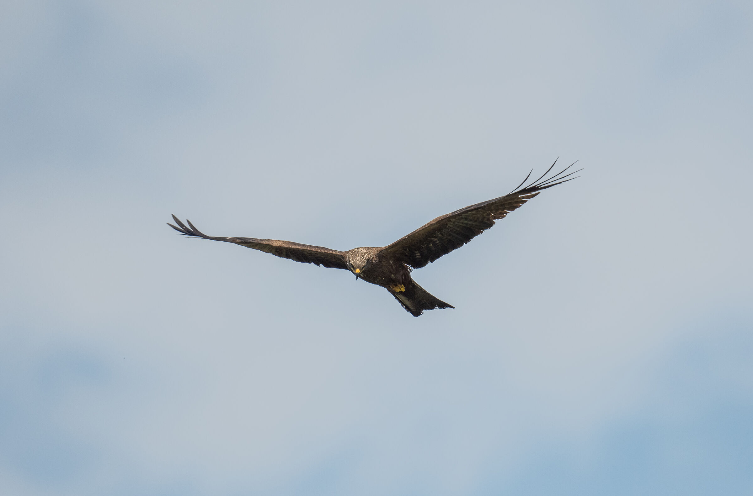 black kite