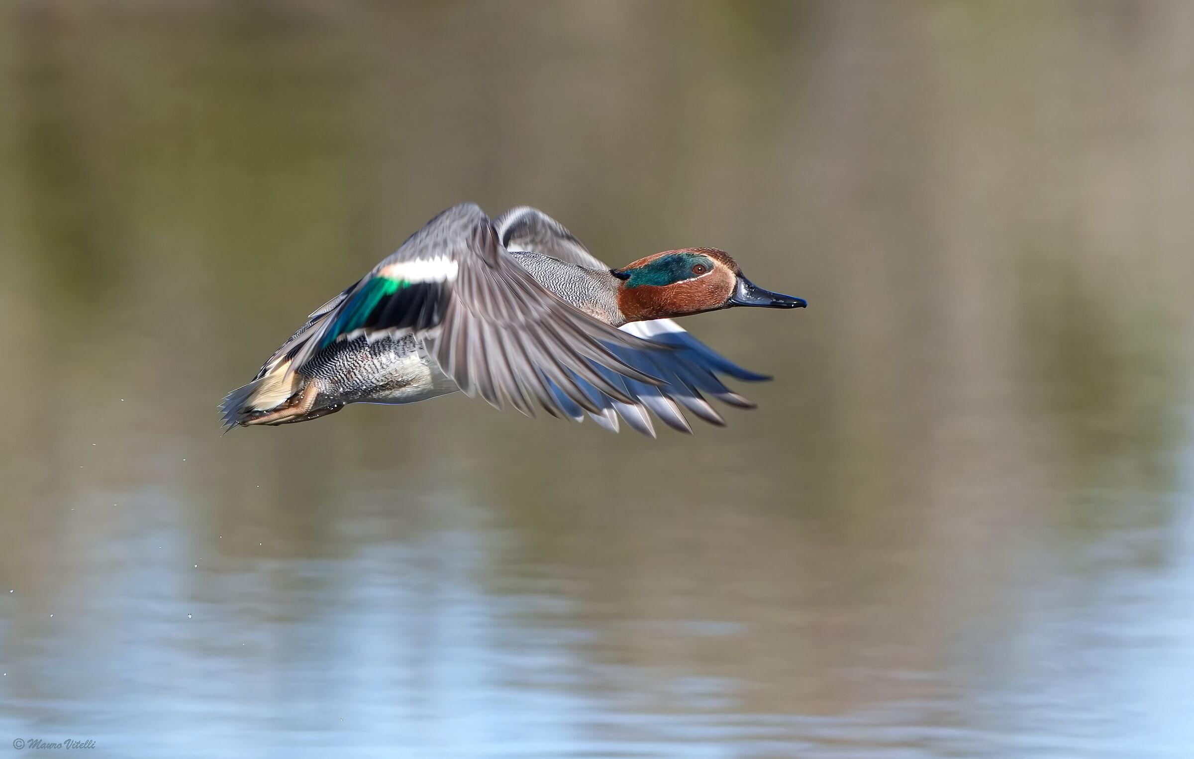 Teal (Anas crecca)