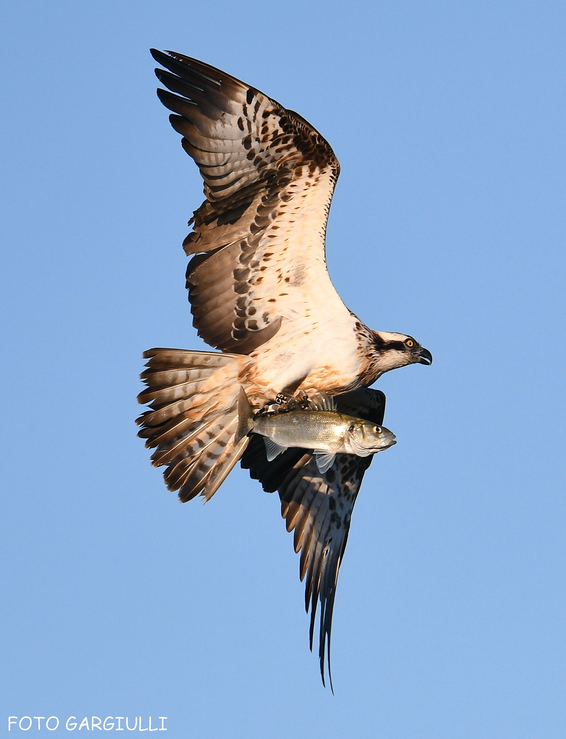 Osprey with prey
