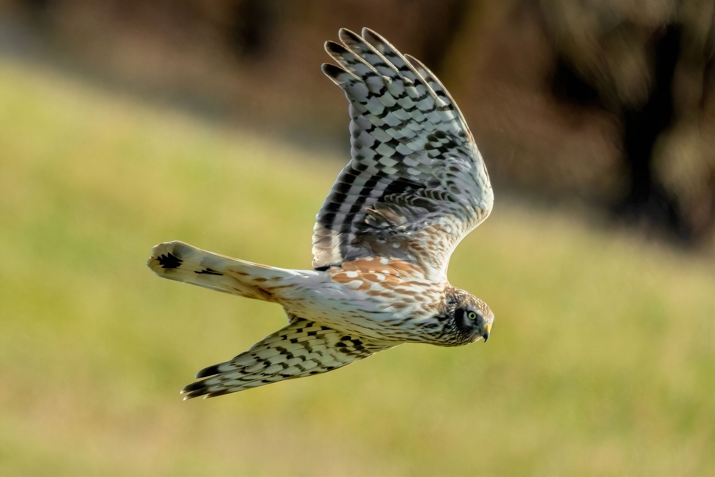 Hen Harrier (Circus cyaneus)