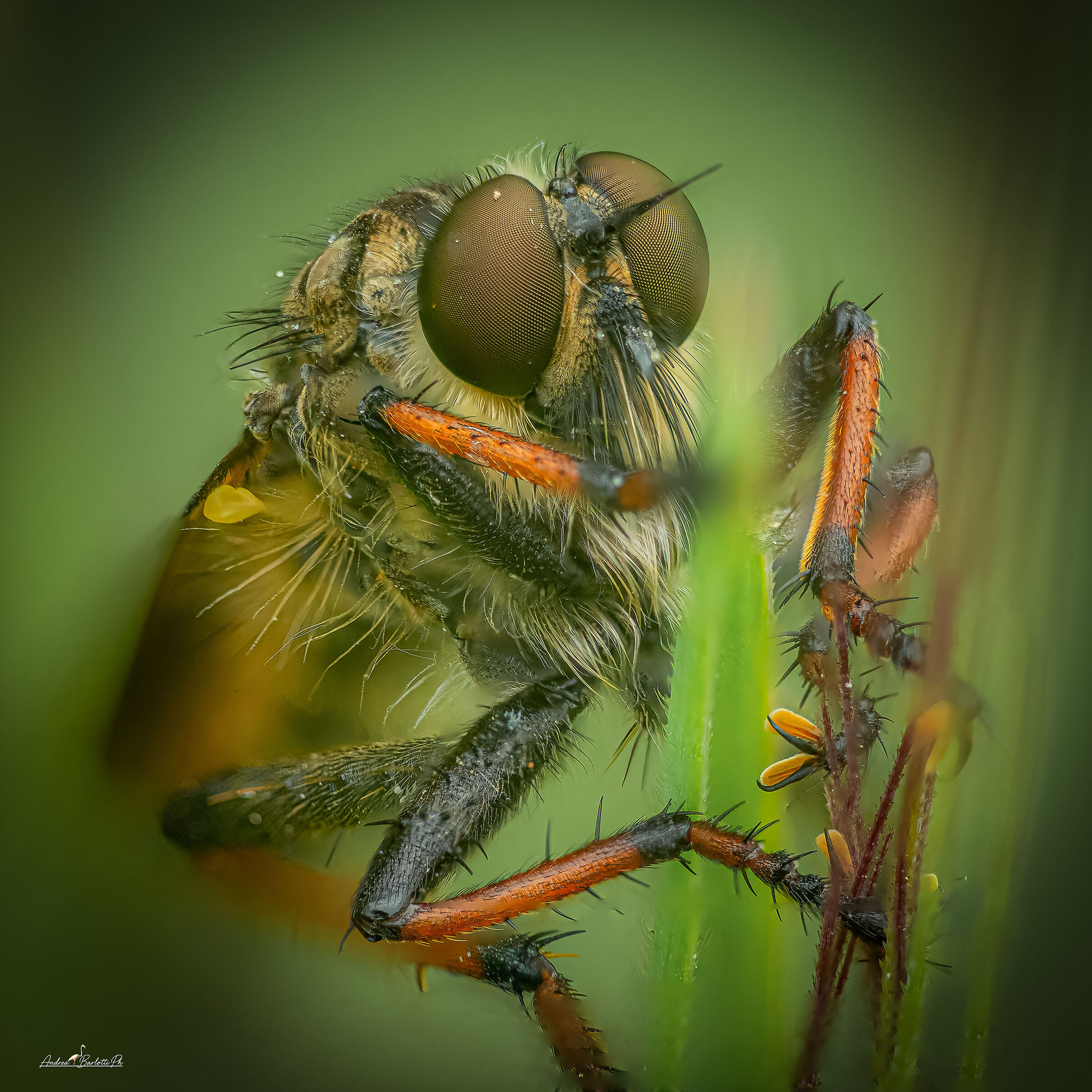 Pamponerus germanicus M.