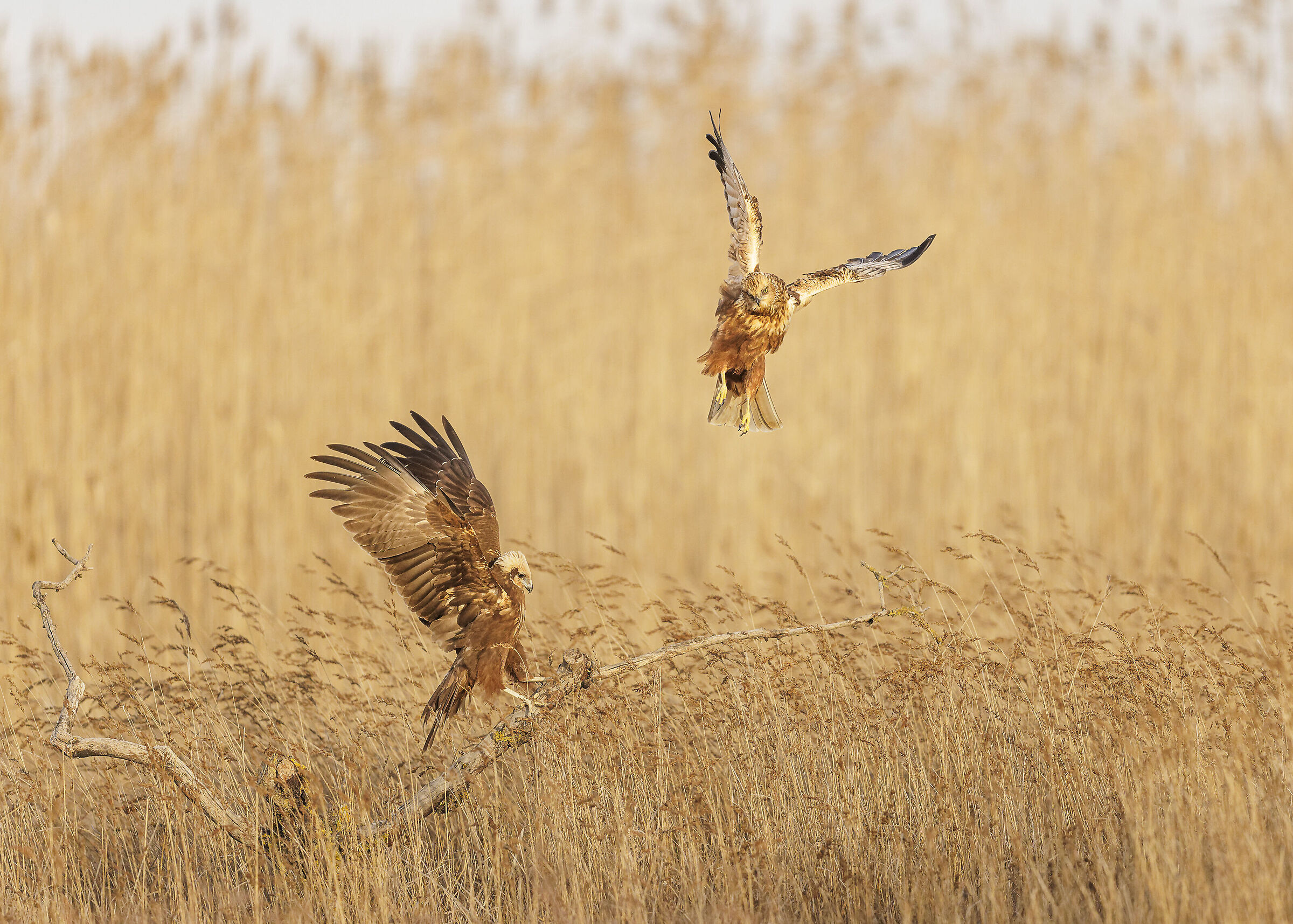 Marsh harriers