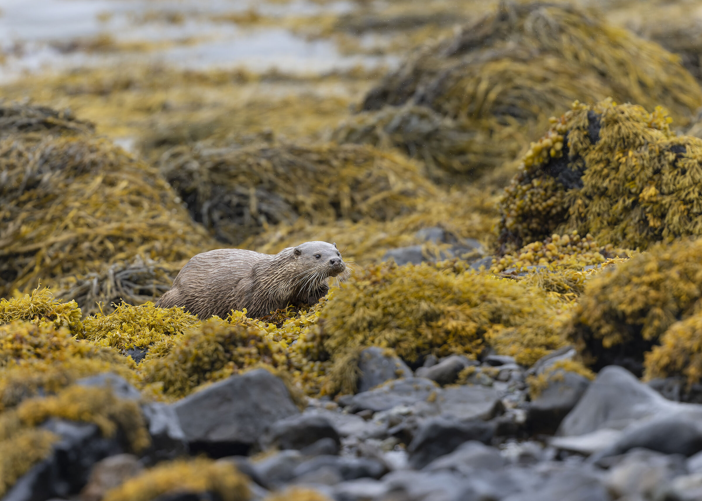 Otter and sea weeds