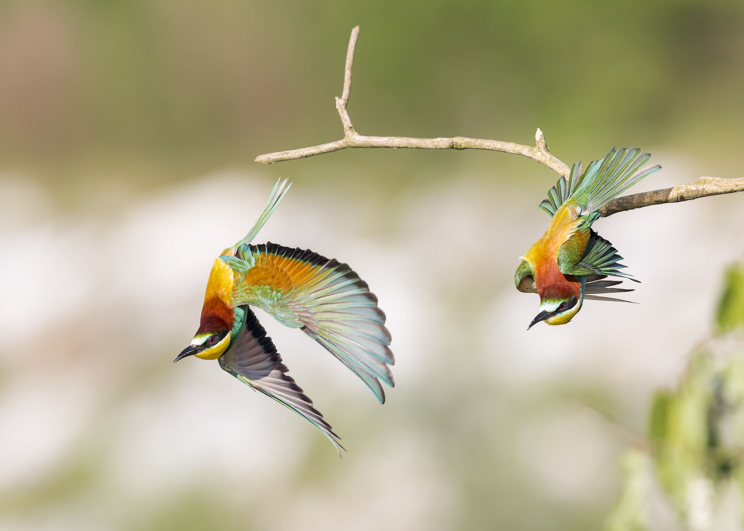 European Bee Eaters