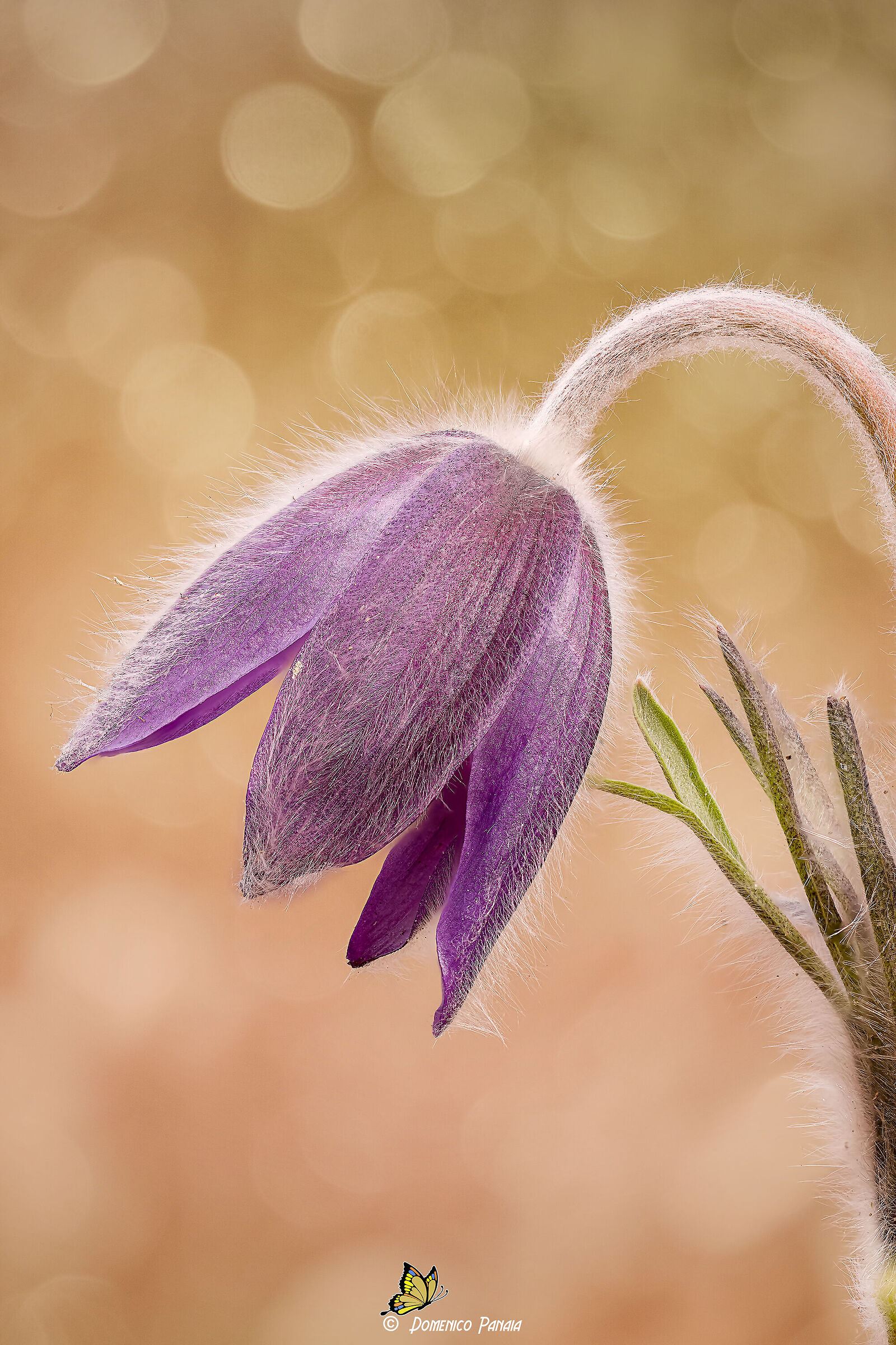 pulsatilla
