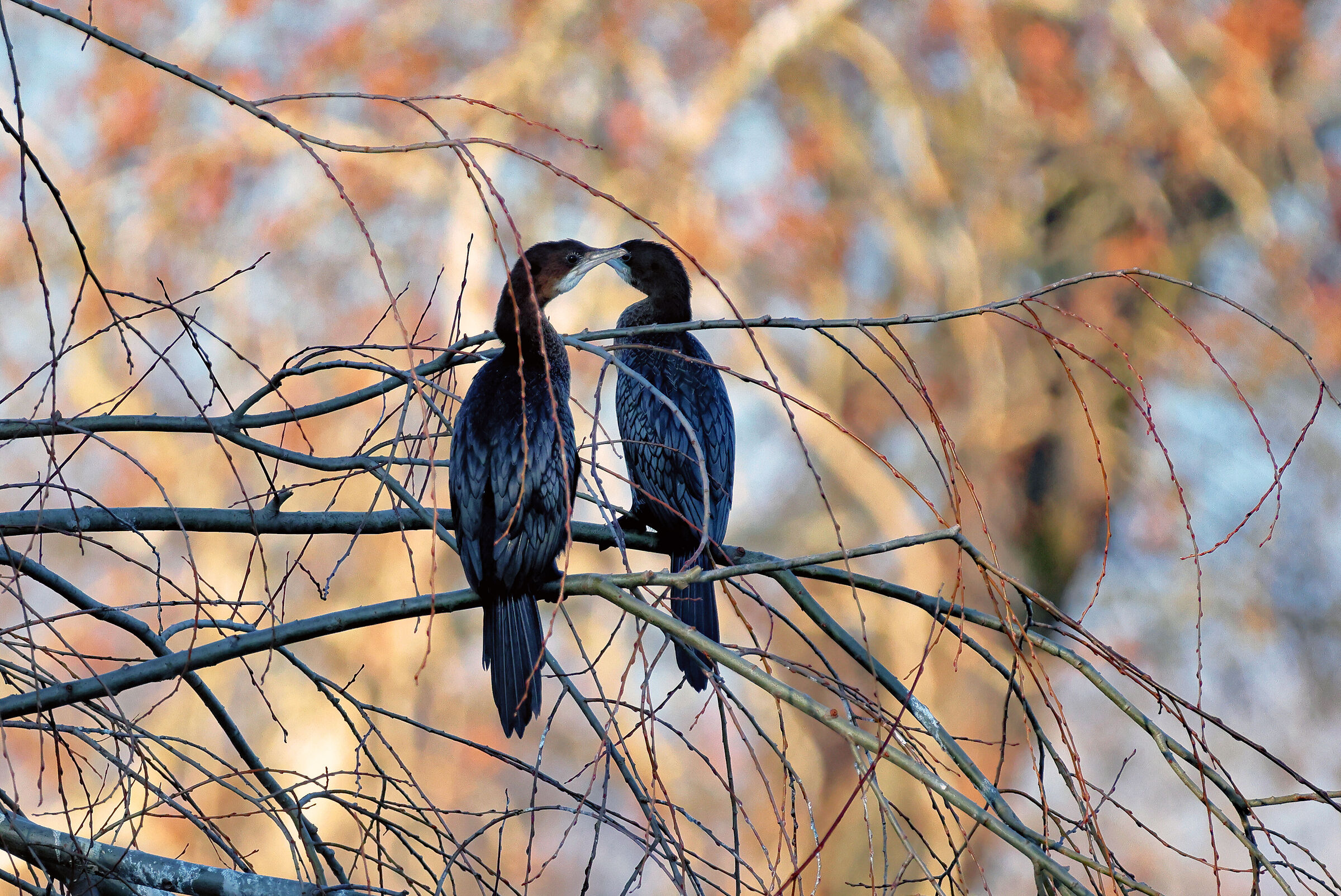 Pair of Minor Cormorants