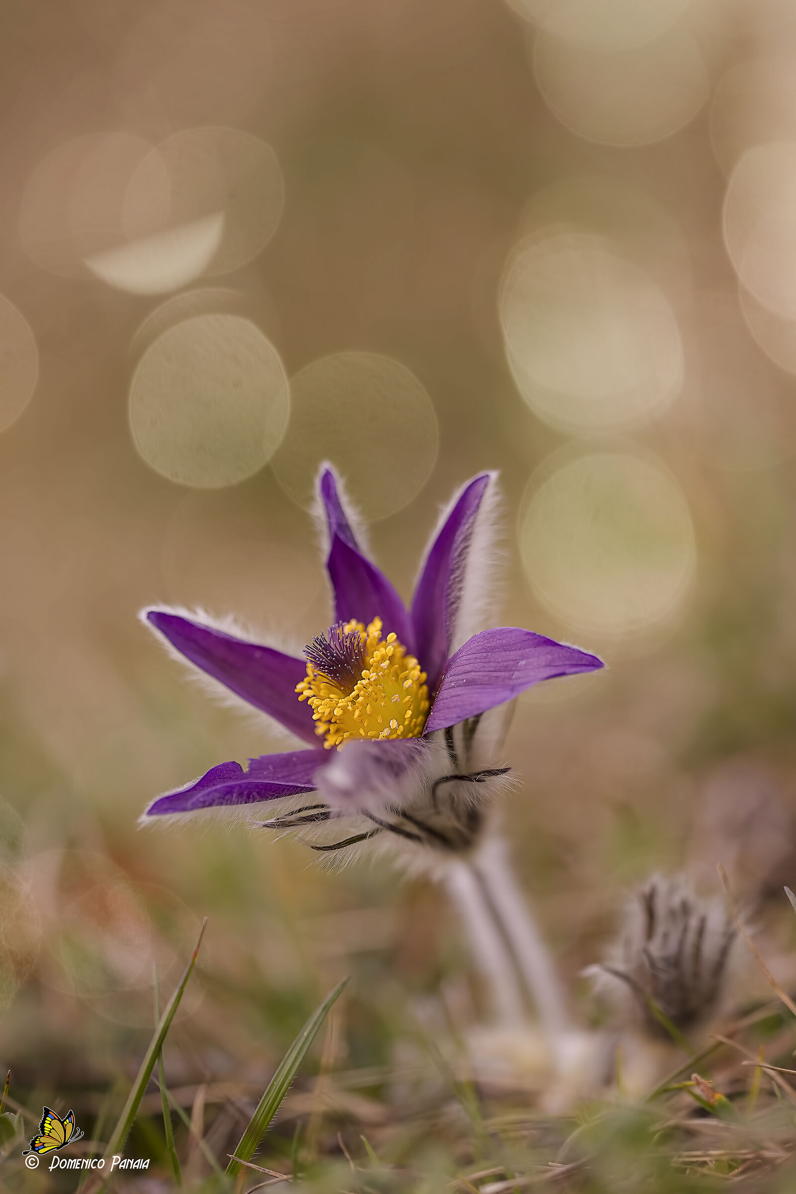 pulsatilla