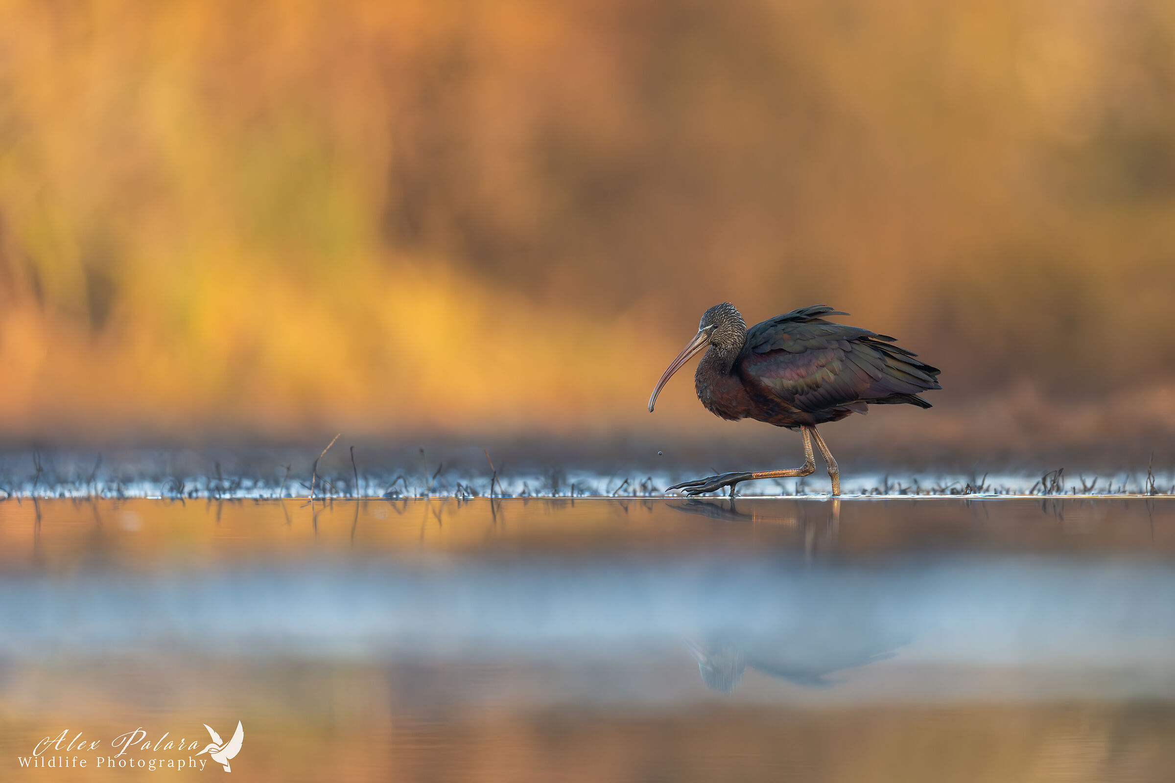 Primo mignattaio dell'anno