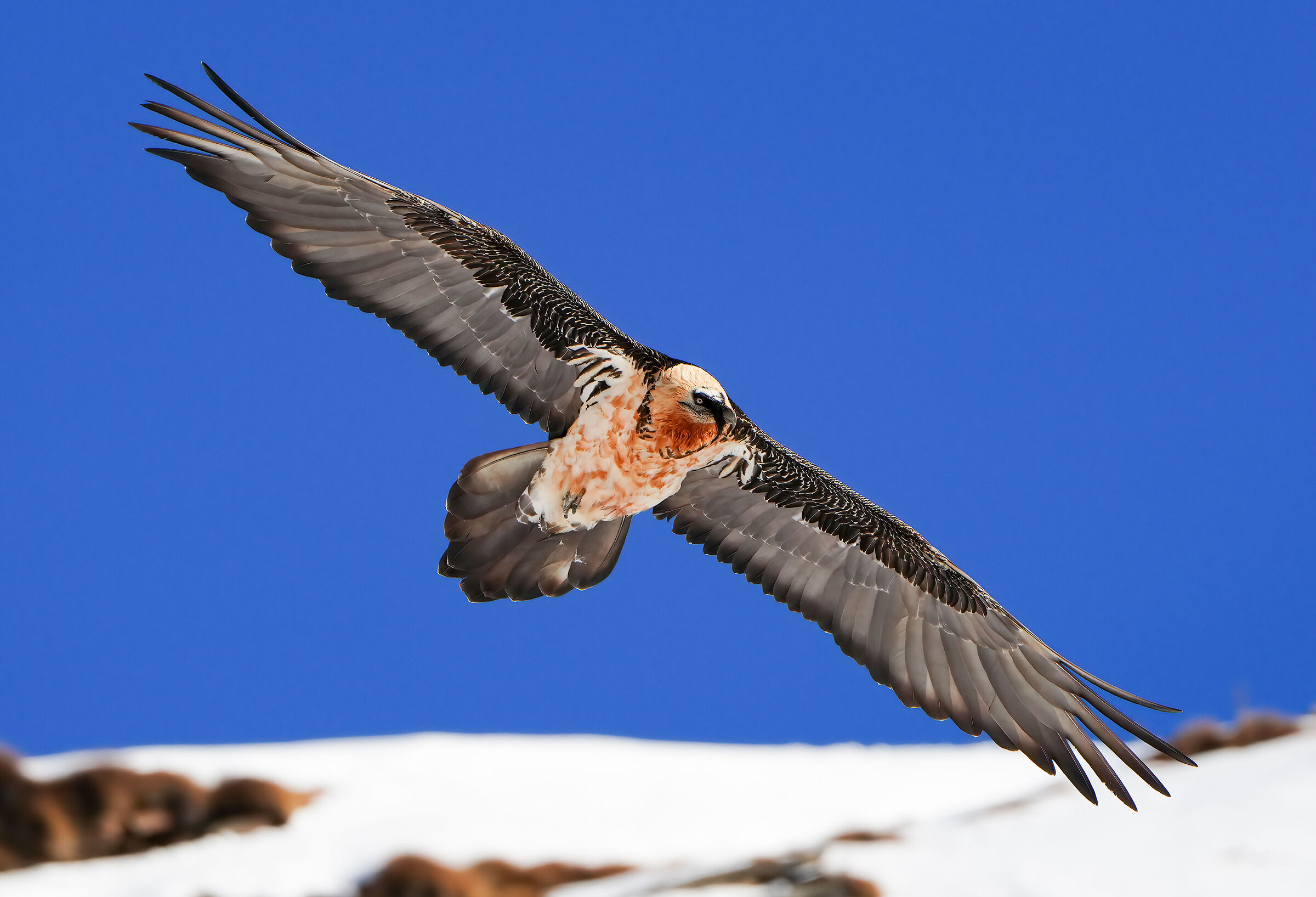 Il principe della montagna