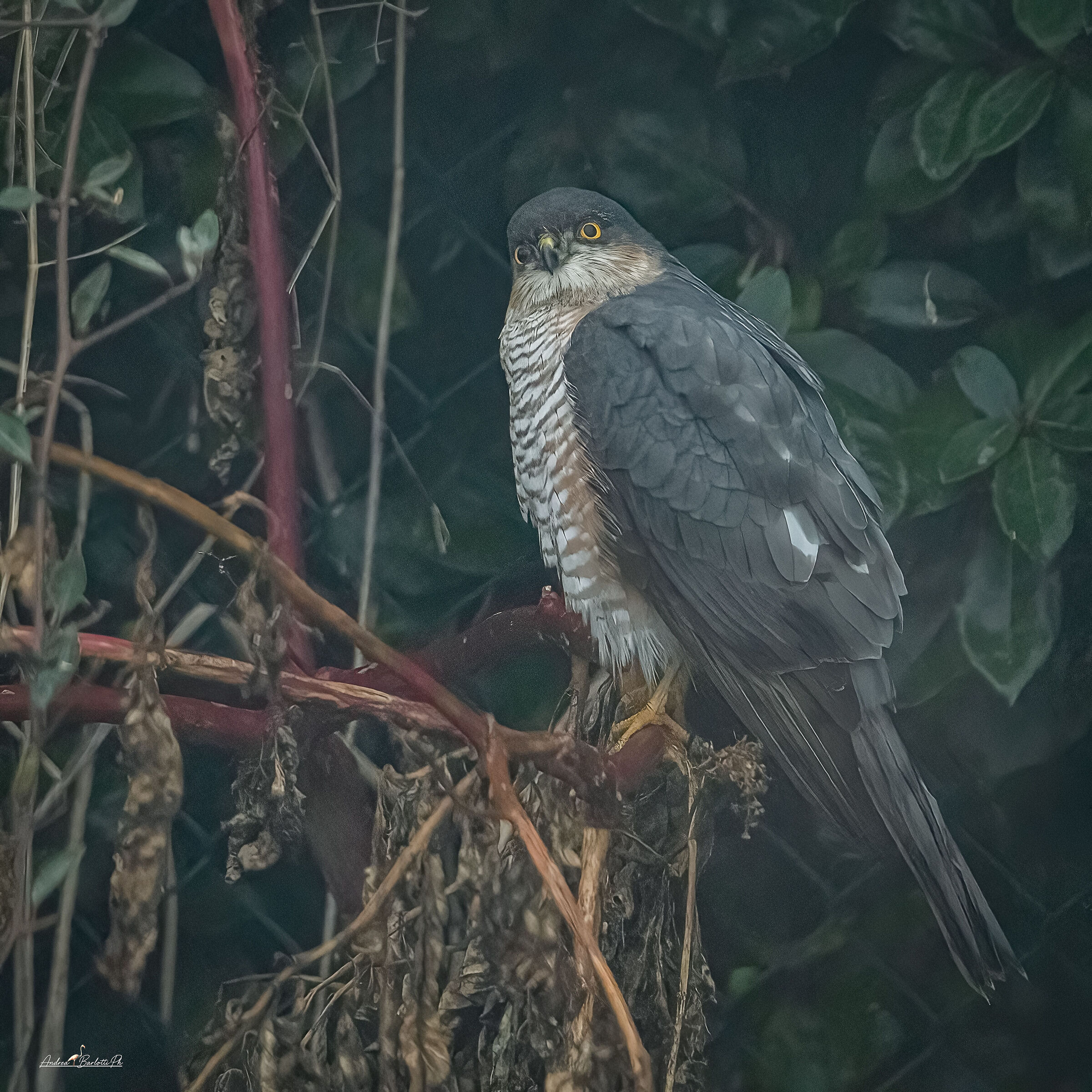 Sparrowhawk