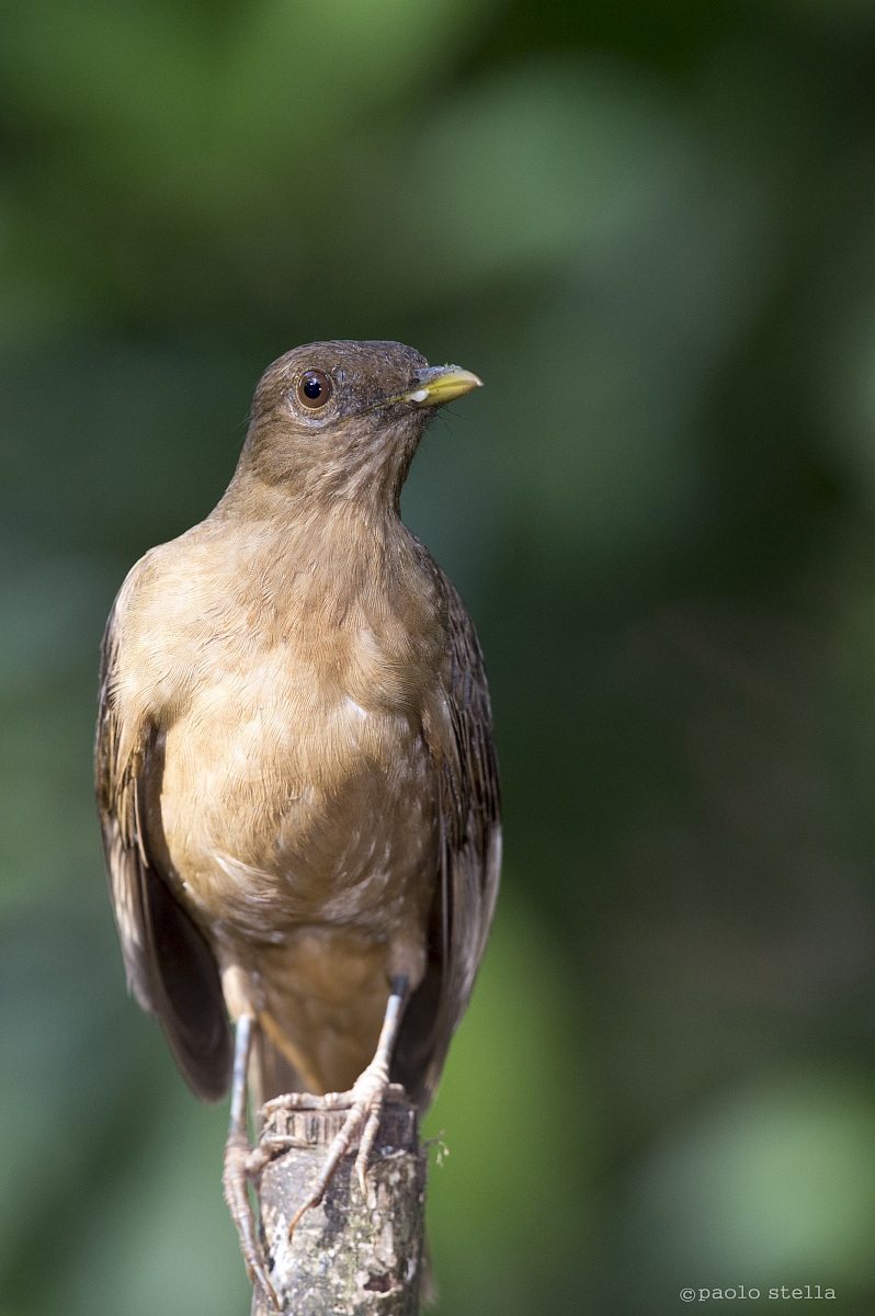 Clay-colored Thrush