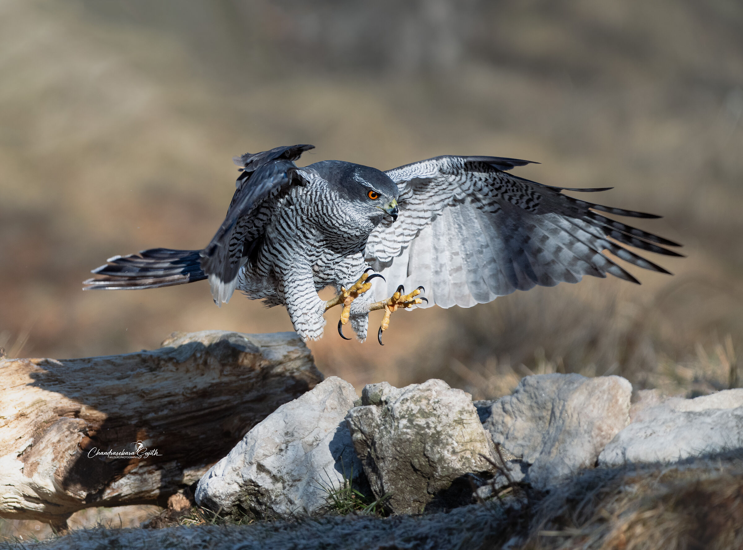 goshawk