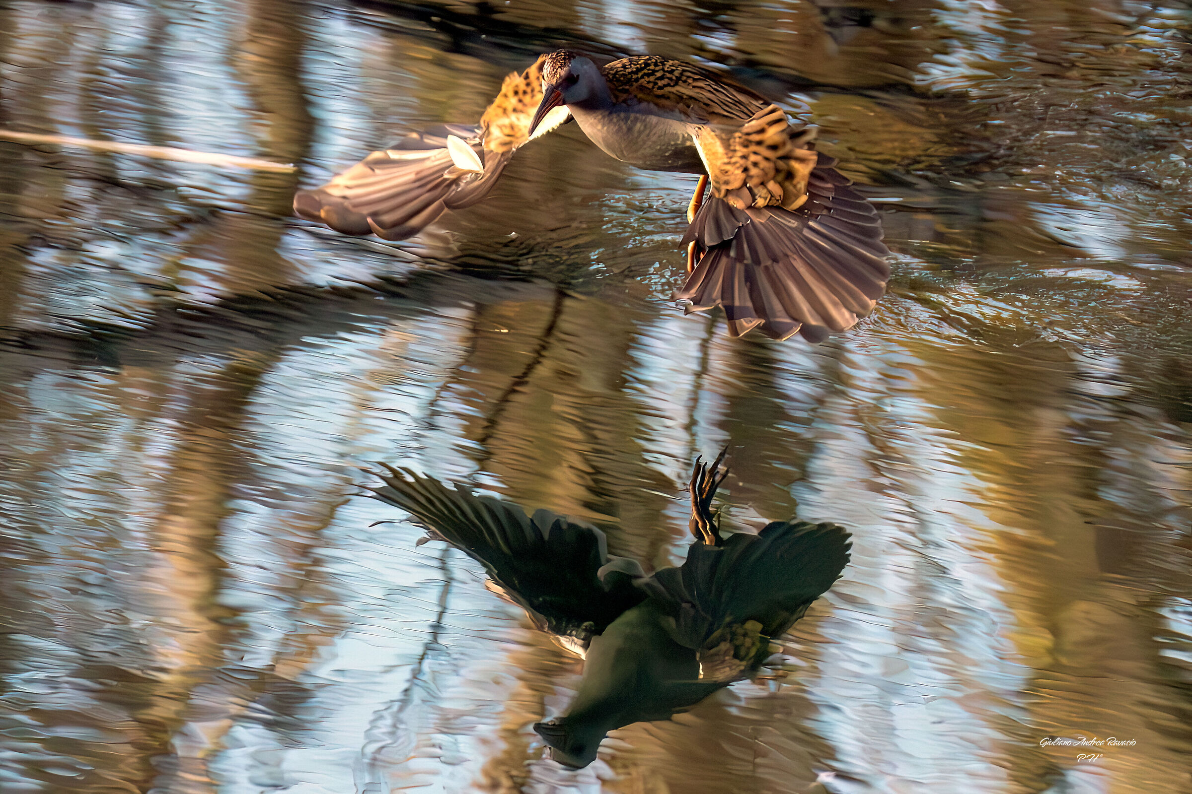 Porciglione , volo radente.