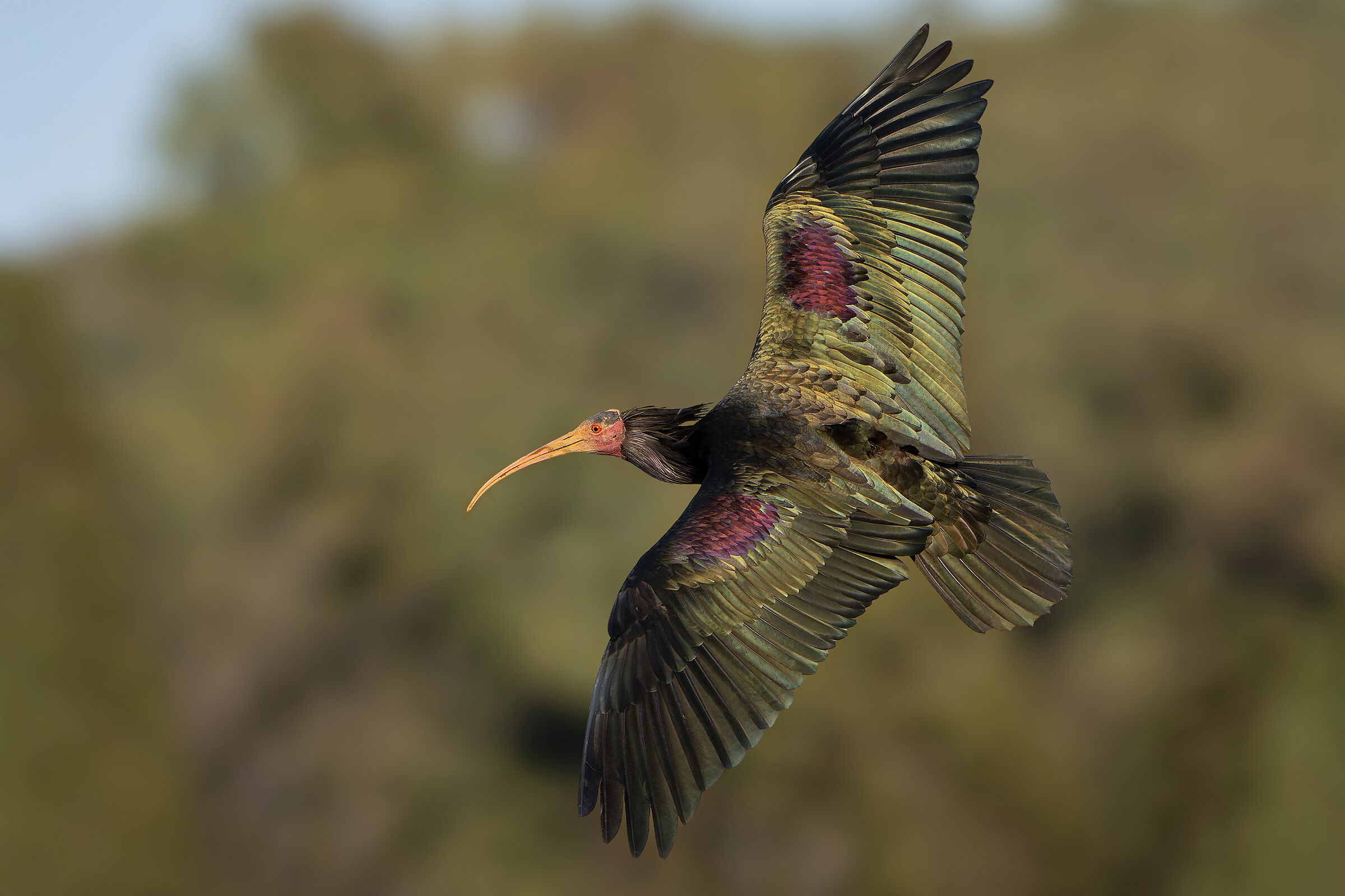 All the colors of the hermit